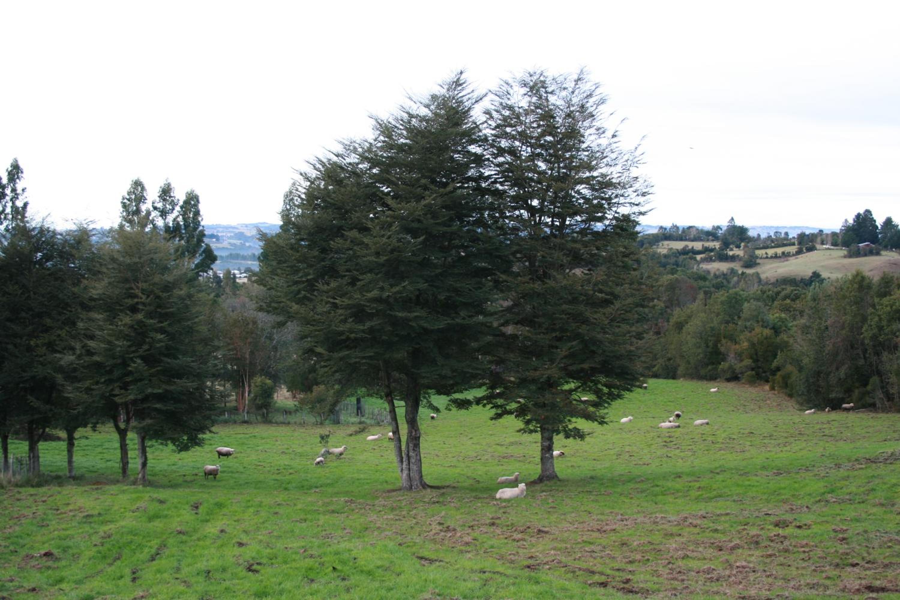 Agroturismo los Colihues