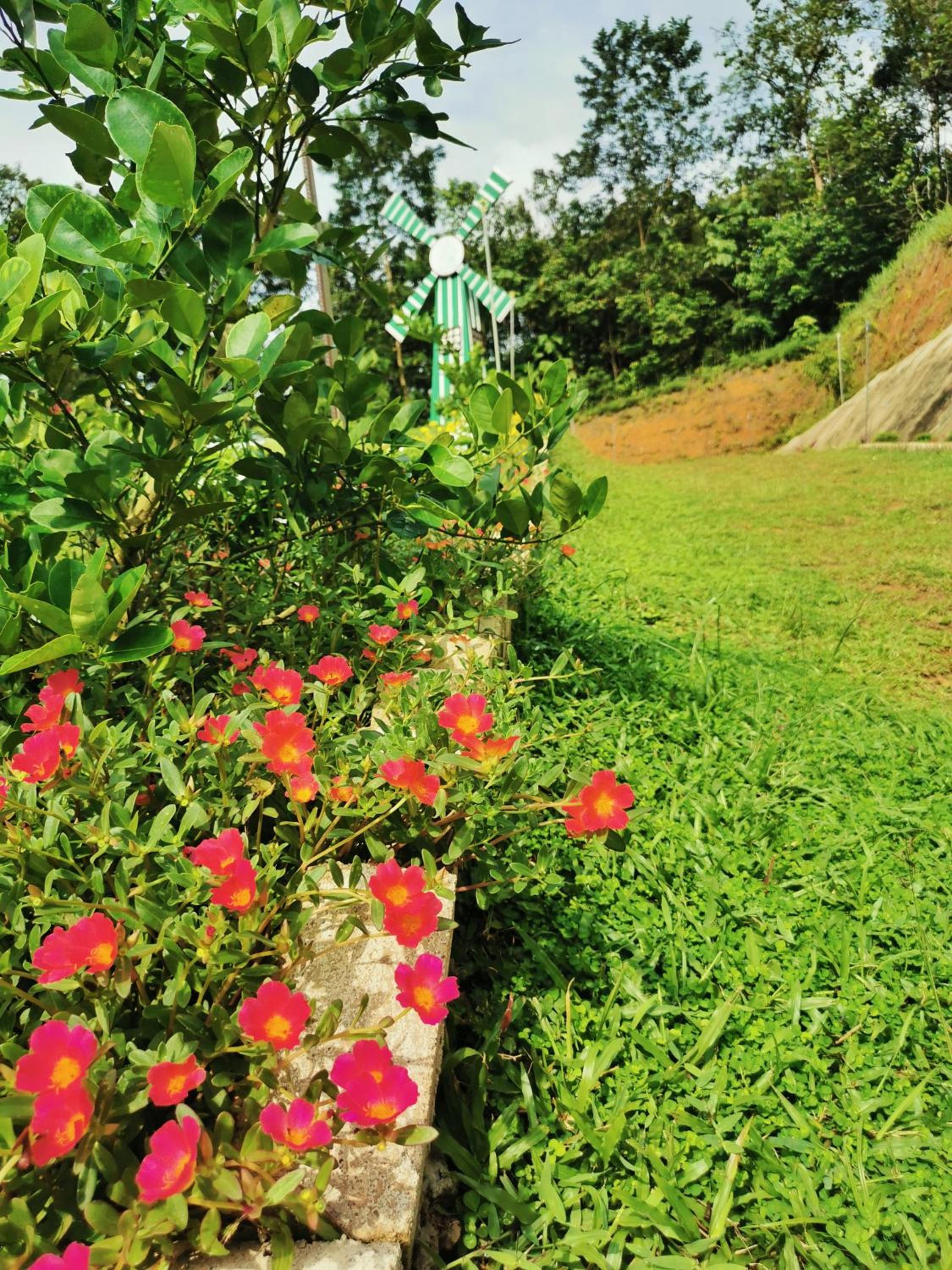 Green Peace Sungai Lembing
