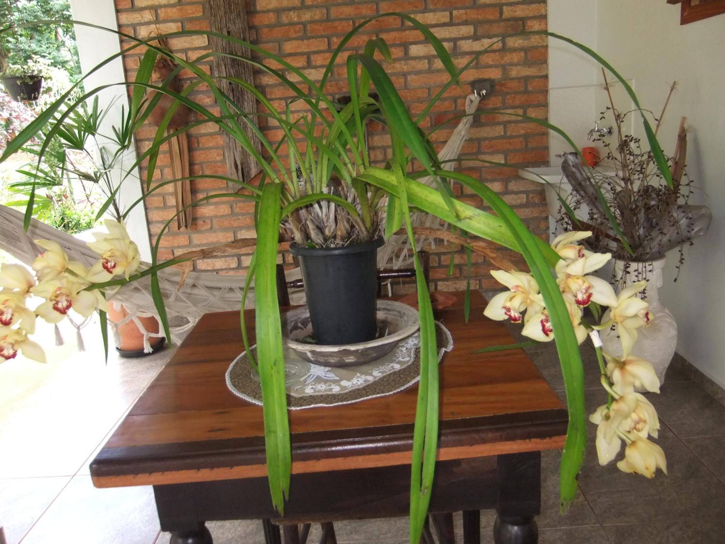 Photo 51
