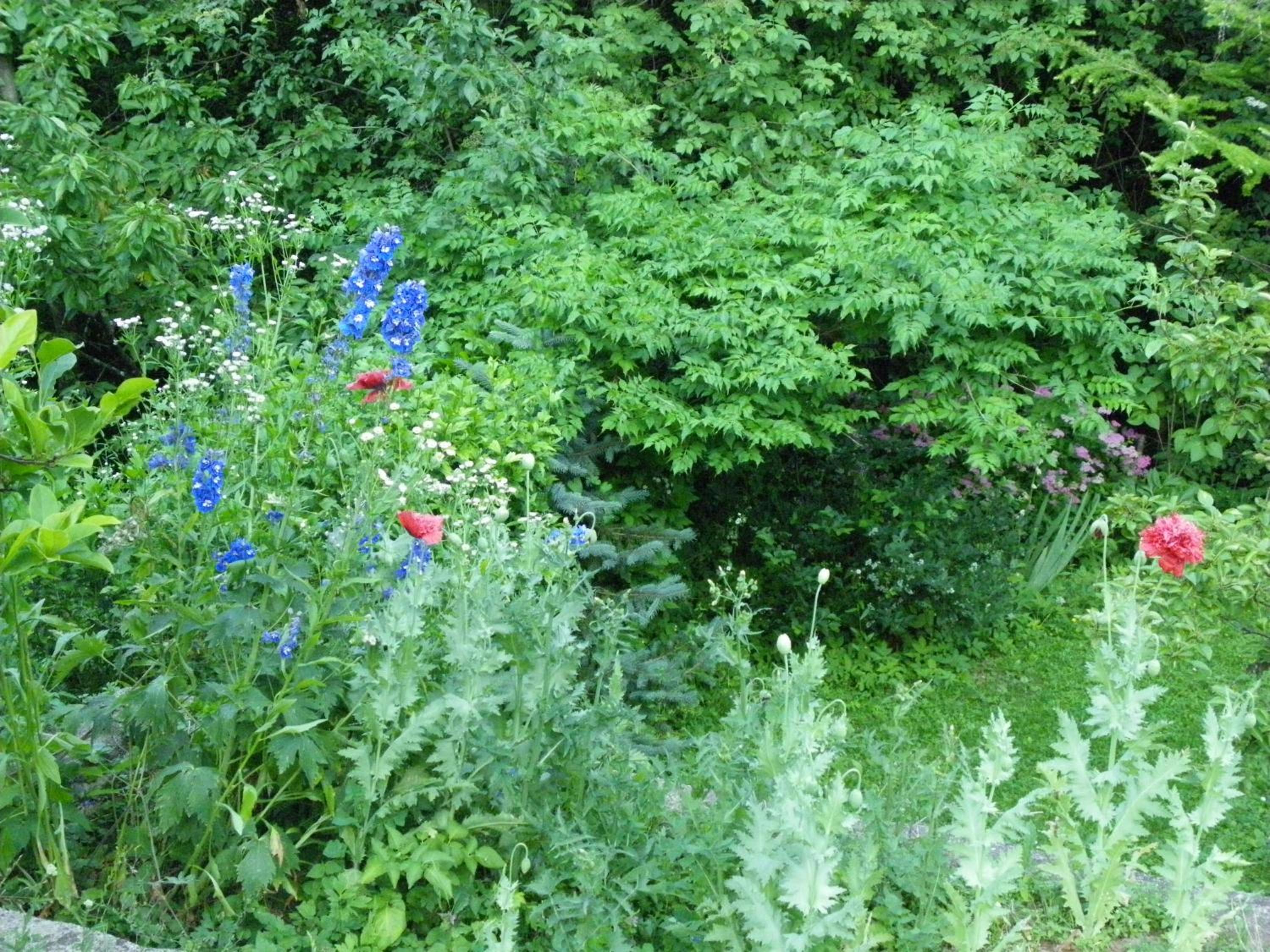 Photo 51
