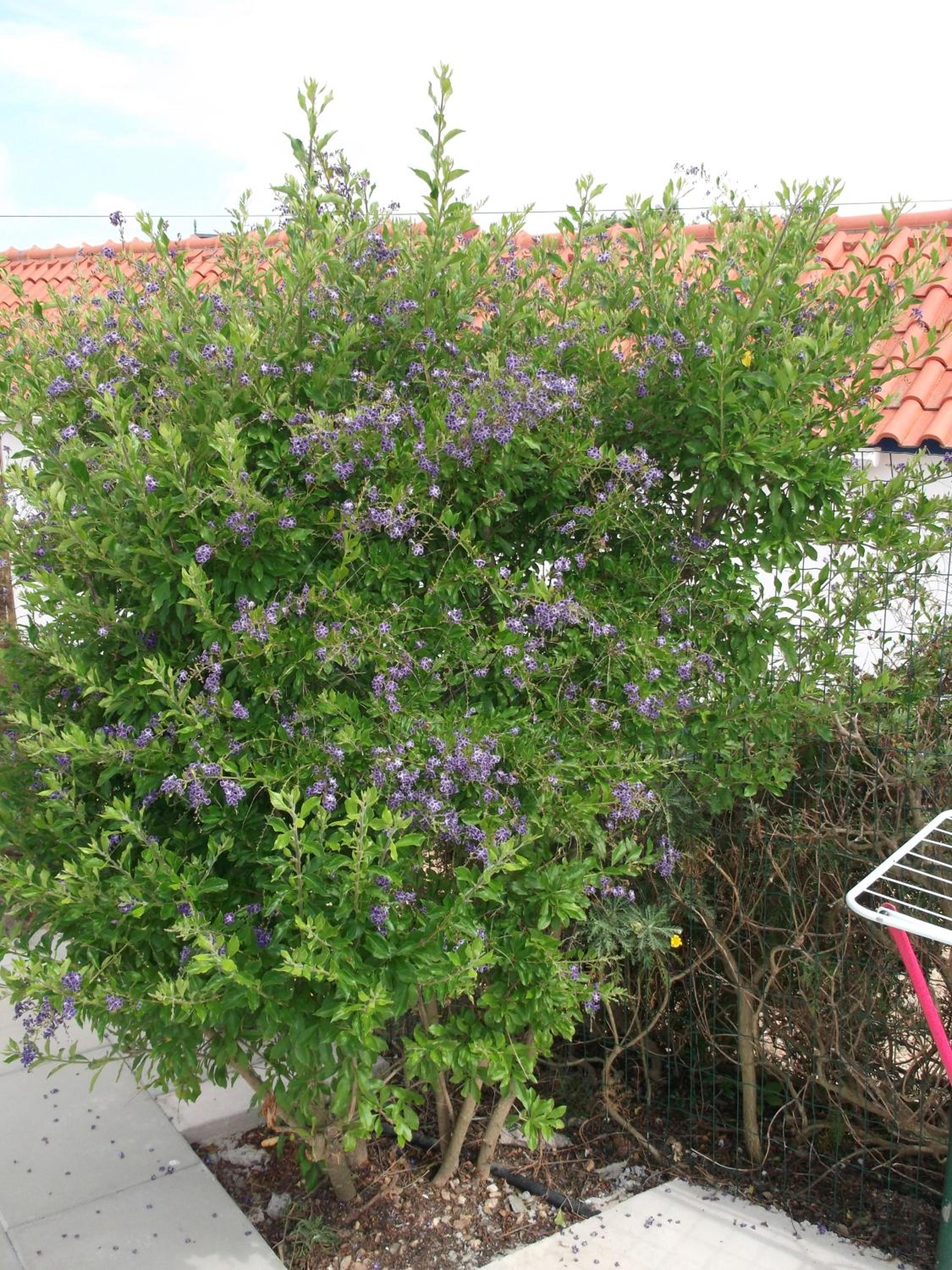 Photo 44