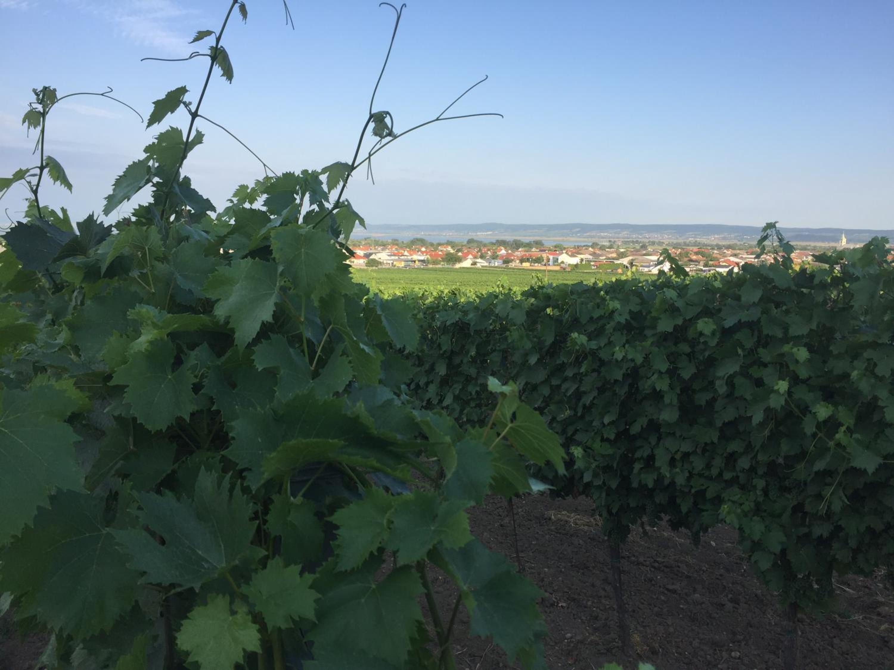 Weingut Krikler