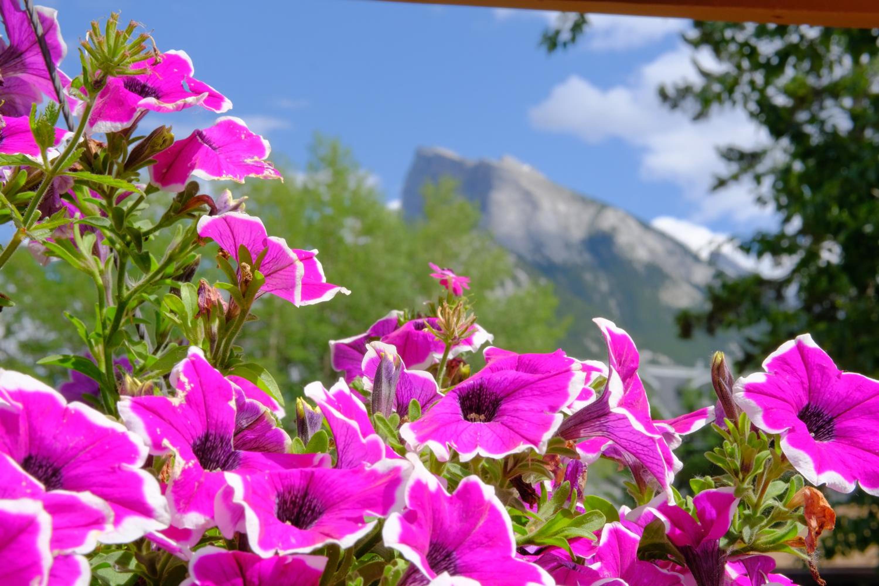 Riverfront Estate Bed&Breakfast Banff