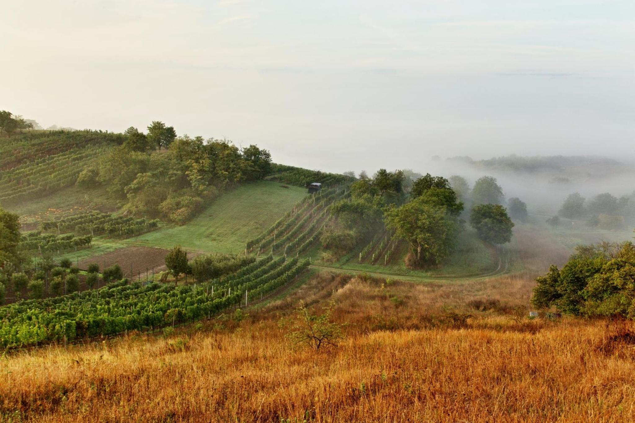 Vinoza - ubytování a vinný sklep v Moravském Toskánsku