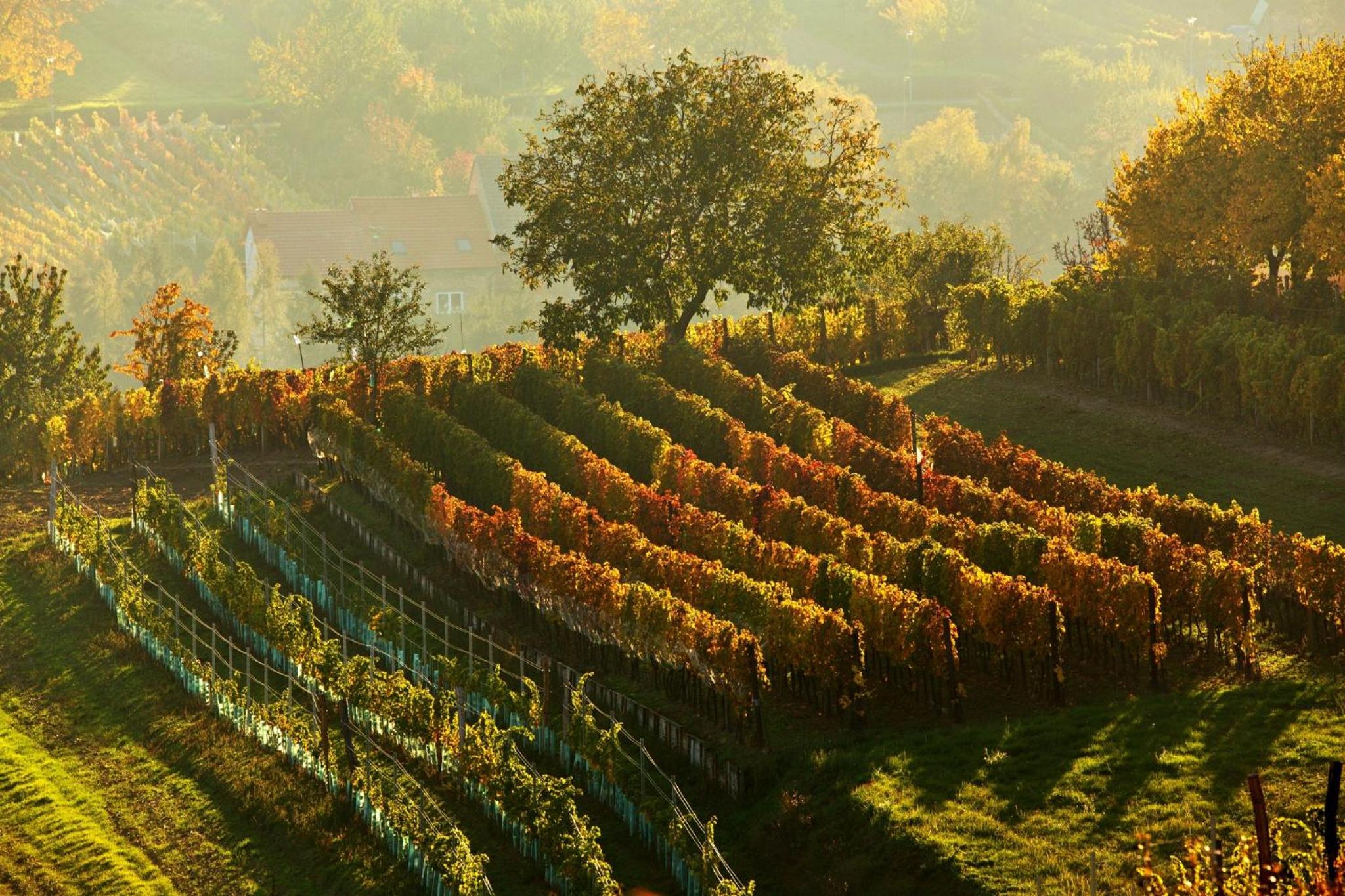 Vinoza - ubytování a vinný sklep v Moravském Toskánsku