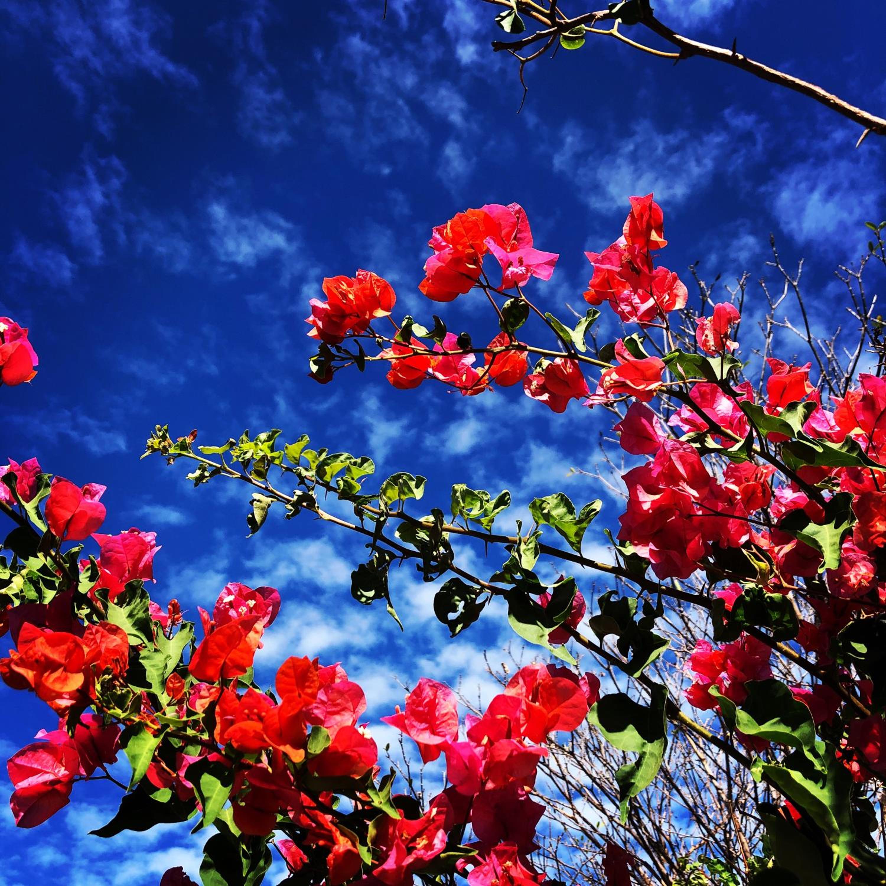 Tropical Breeze 