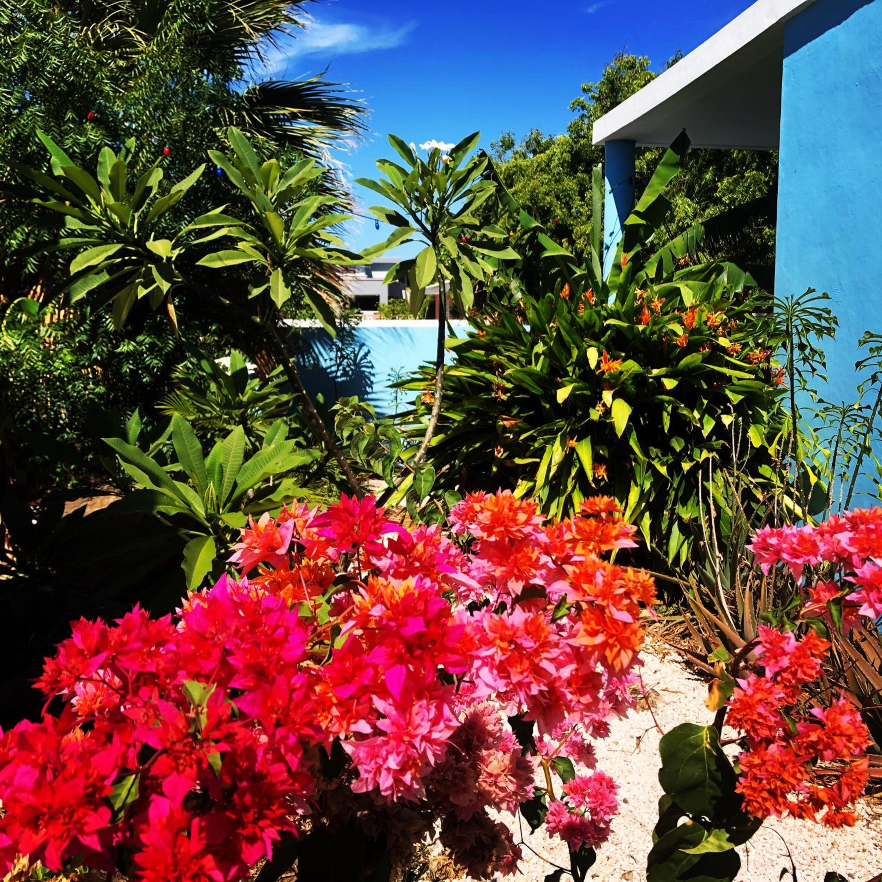 Tropical Breeze 