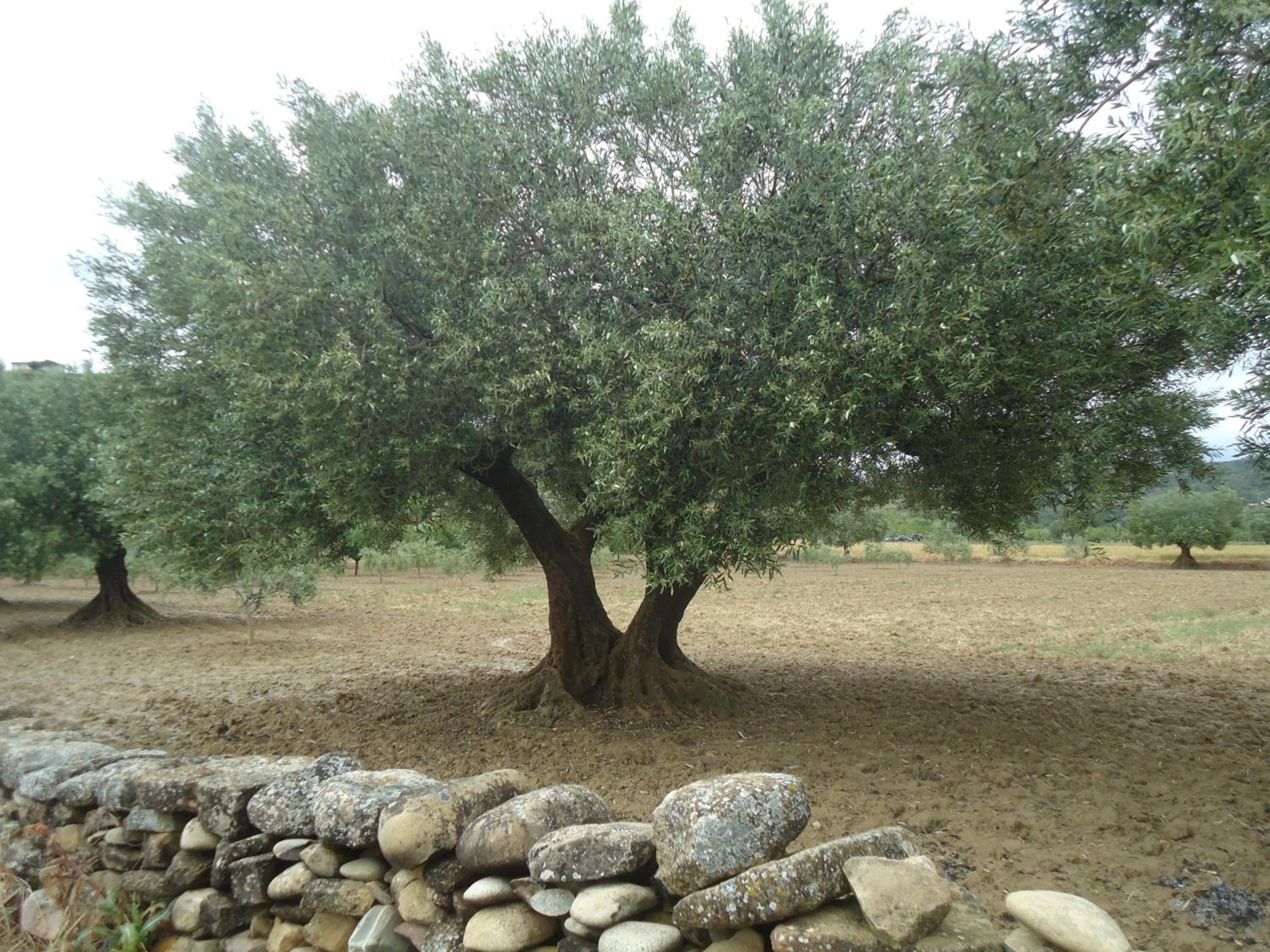 Casa Felisa Pirineo Aragonés