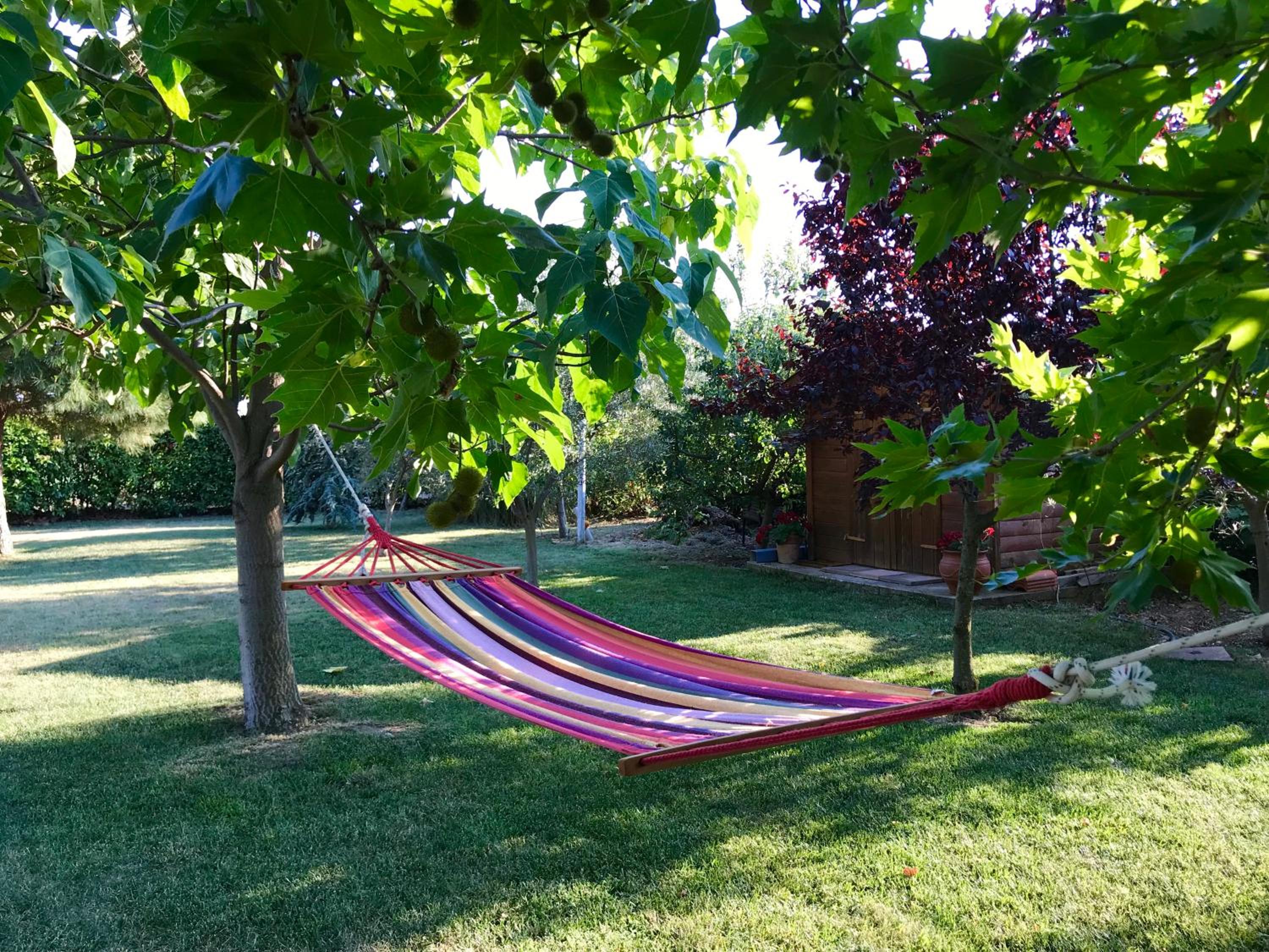 Plane Tree House