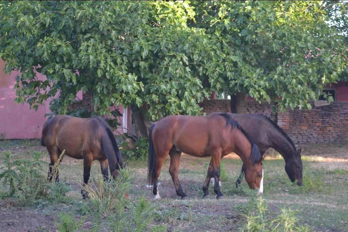 La Rosadita Casa de Campo