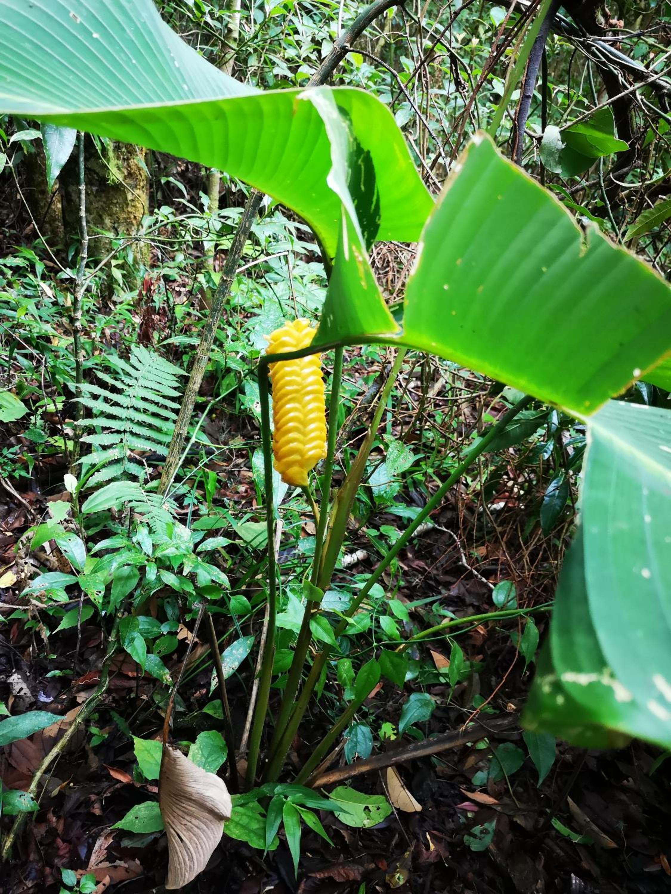 Calathea Hotel Monteverde