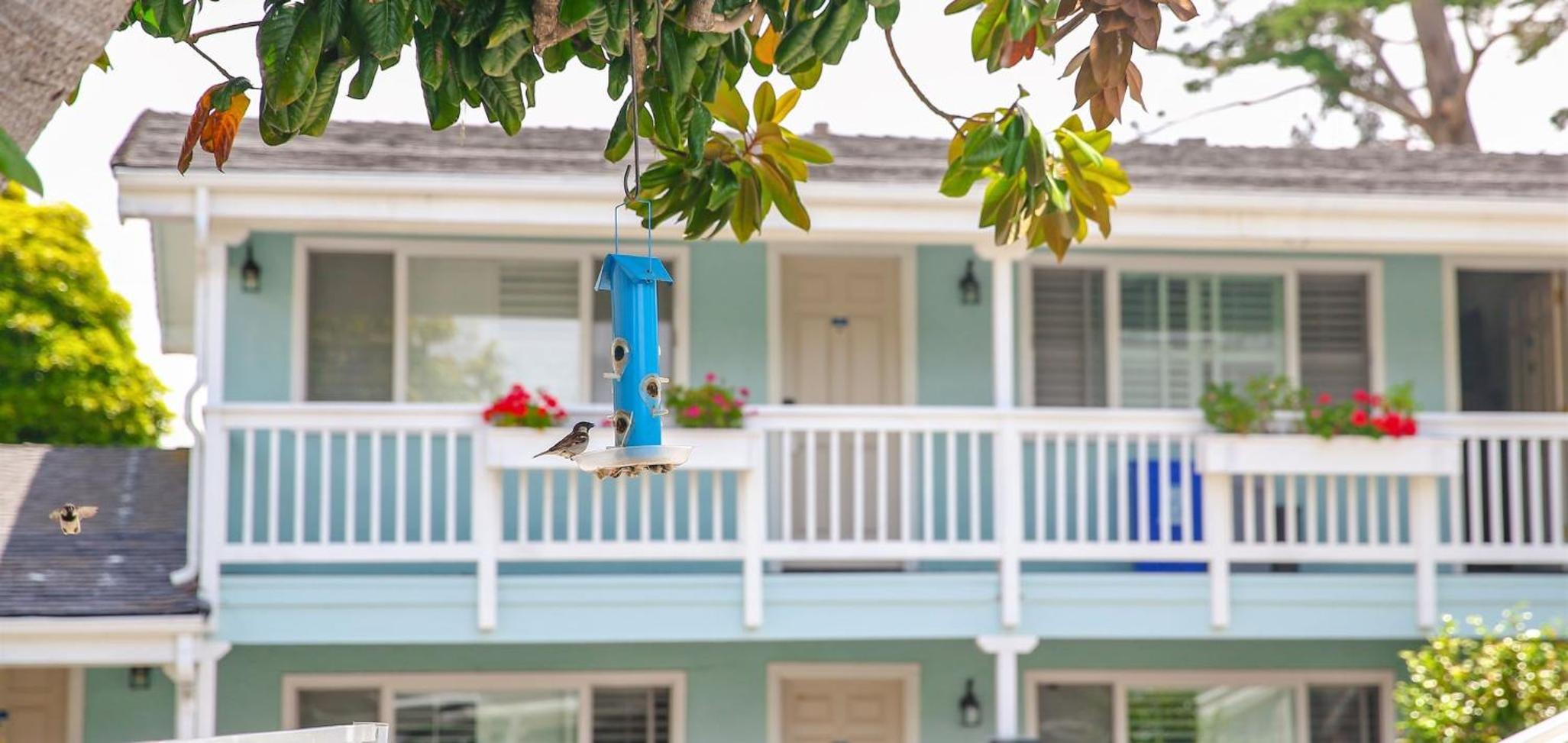 Bluebird Inn