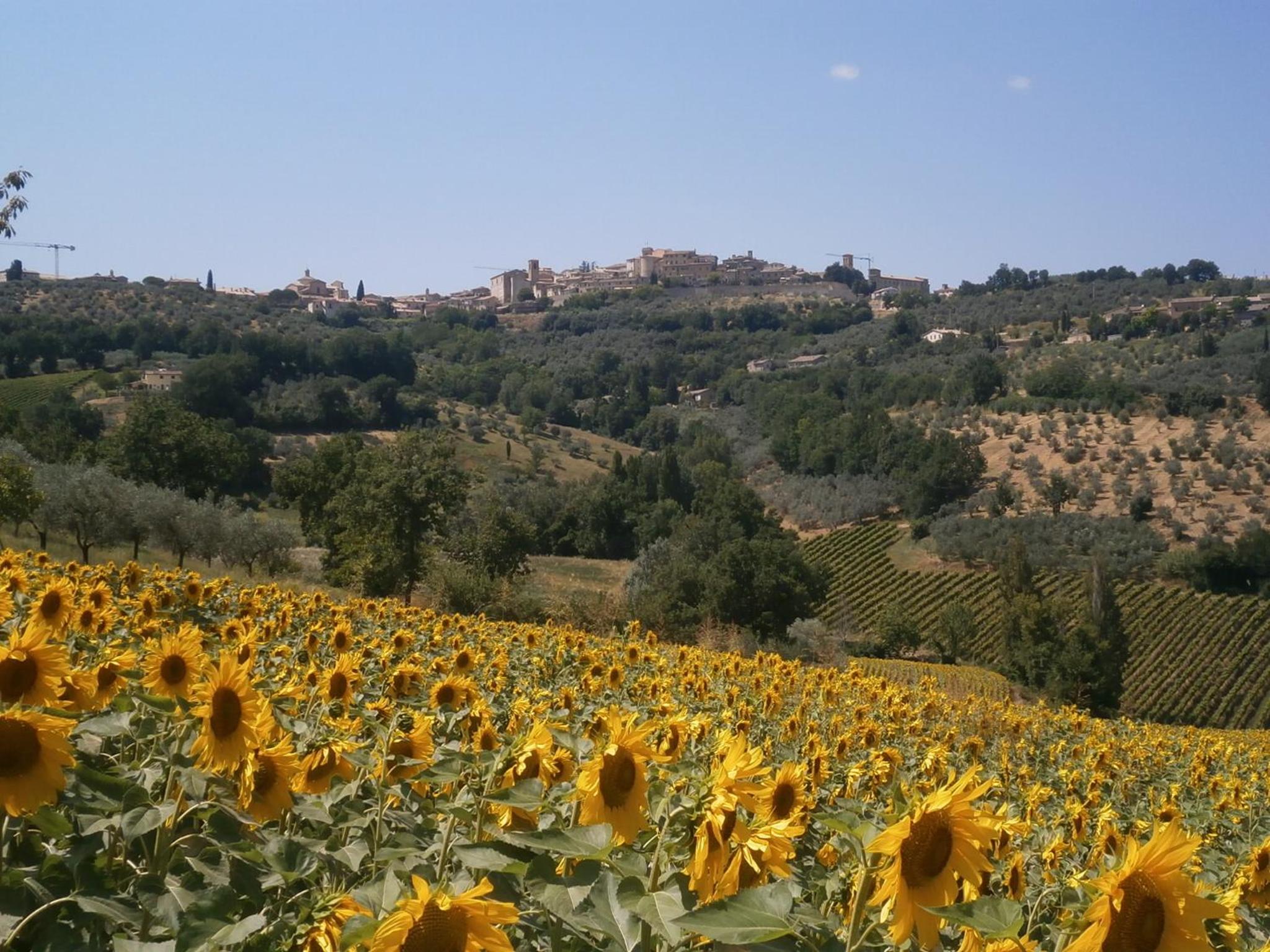 Tenuta Colverano