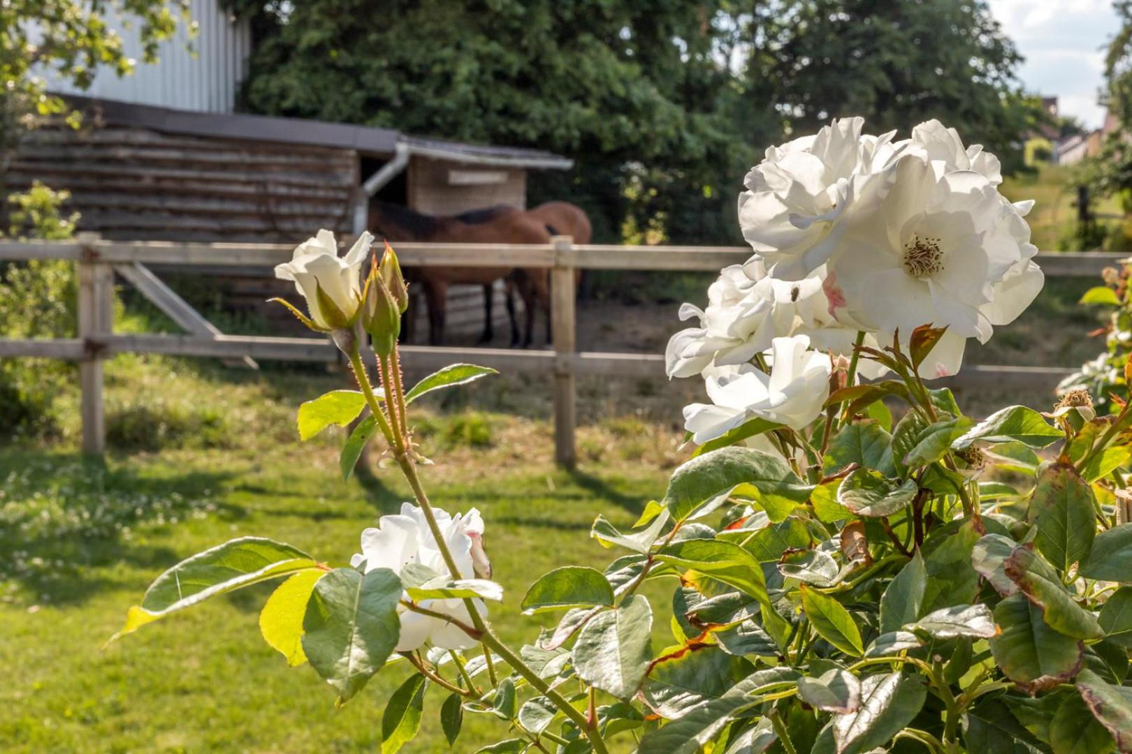 B&B Hostellerie Marie