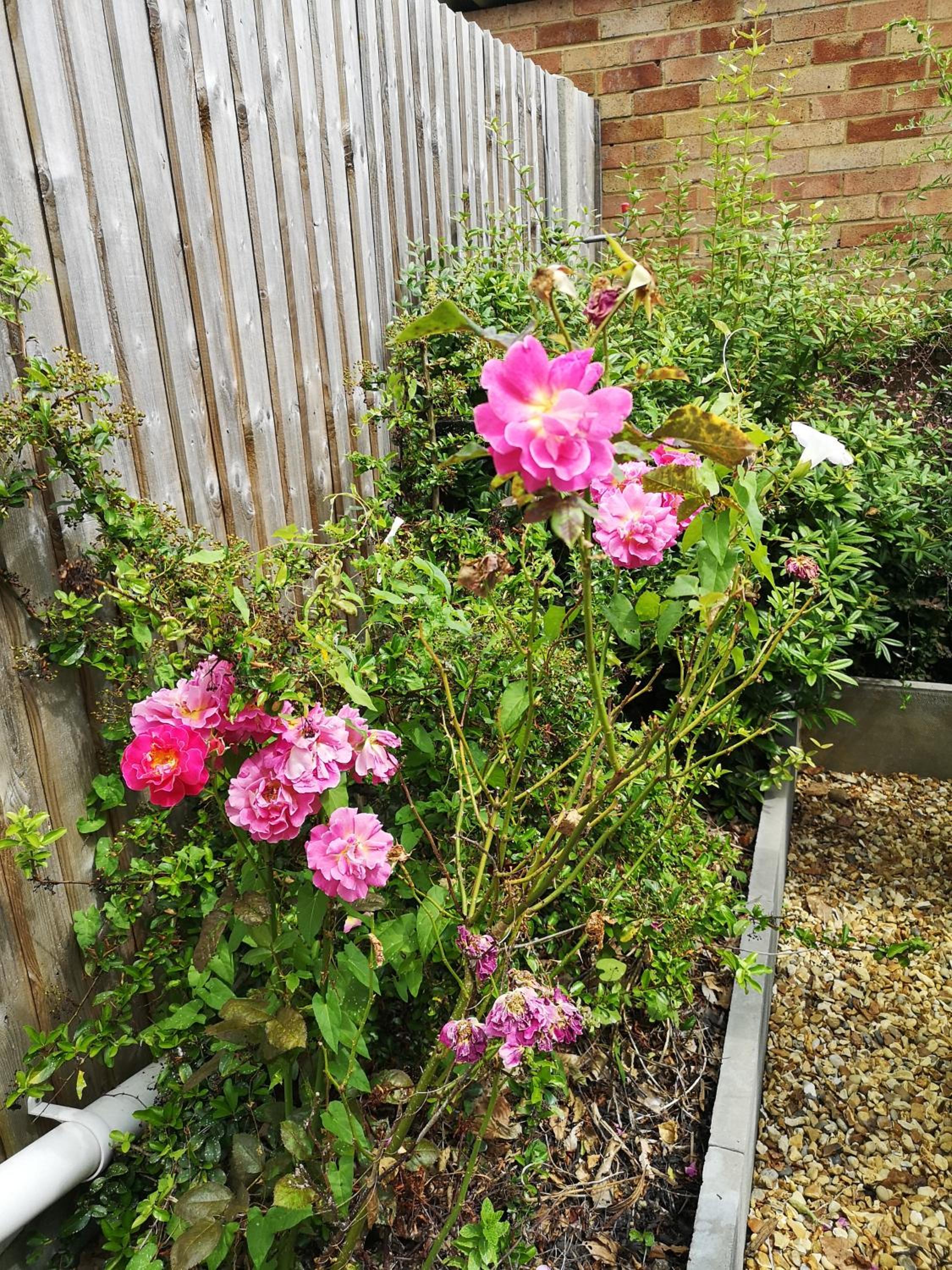Photo 46