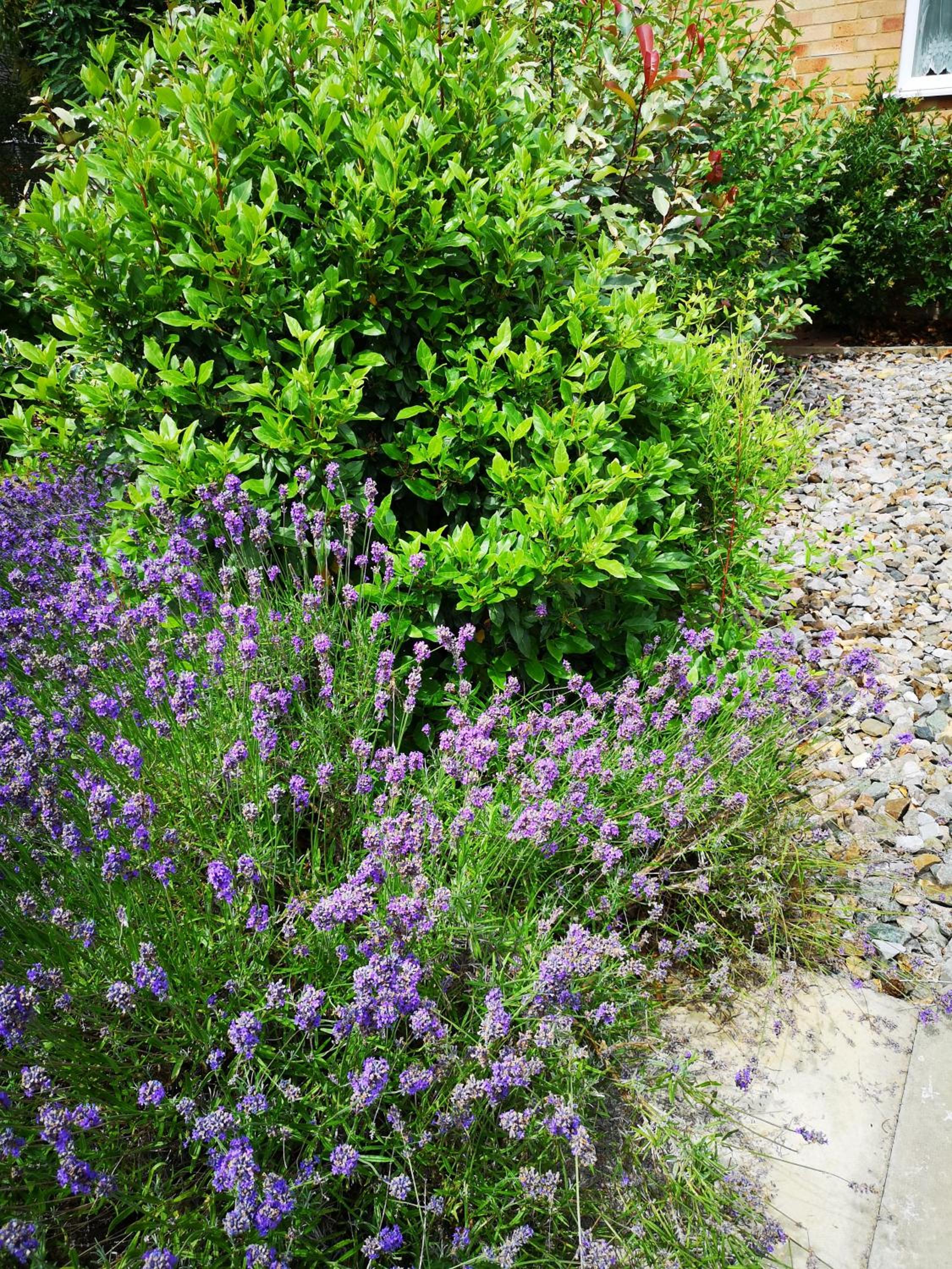 Photo 45