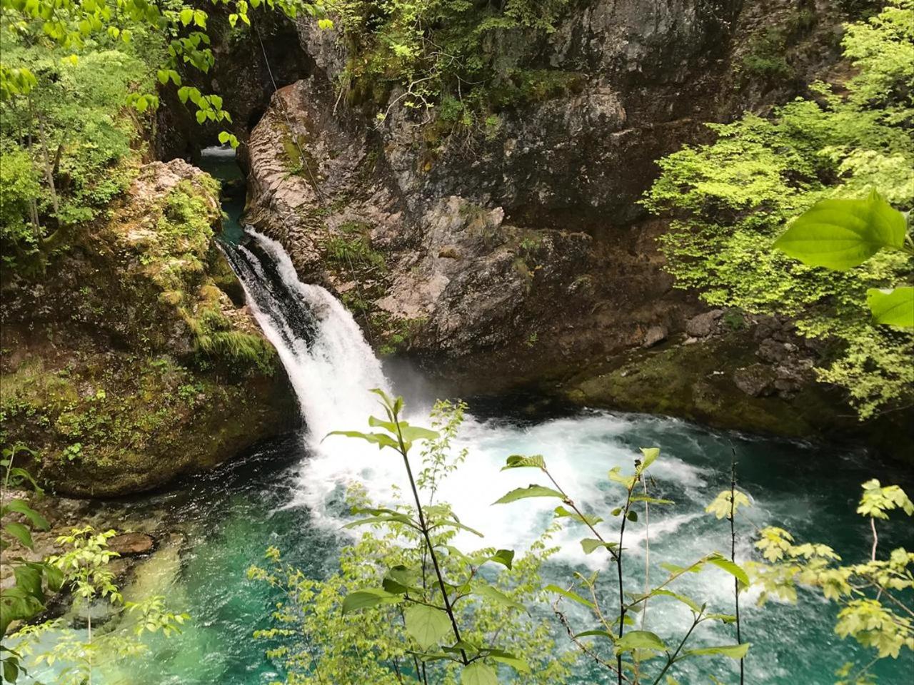 Bujtina Ziçi