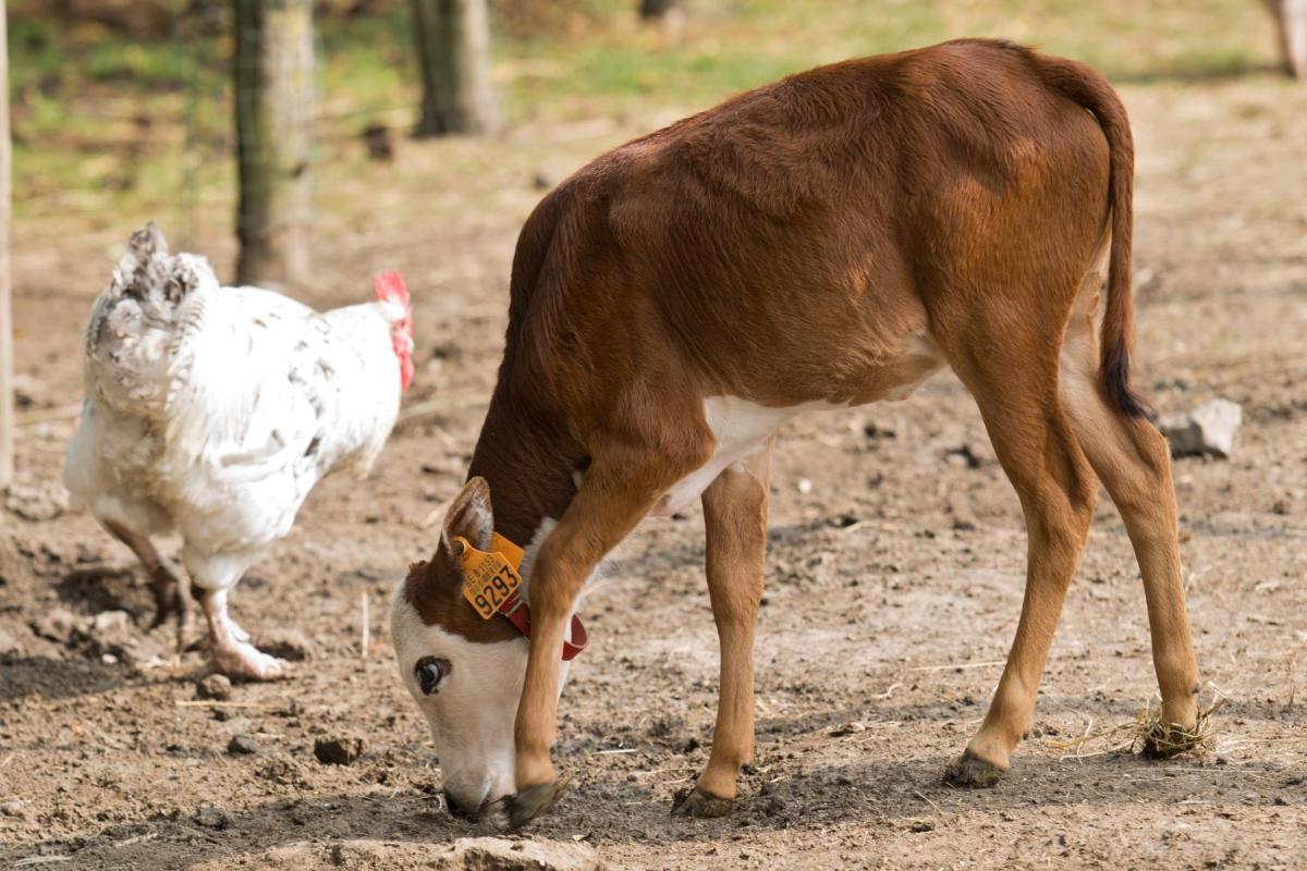 Hoevedomein Polderrust