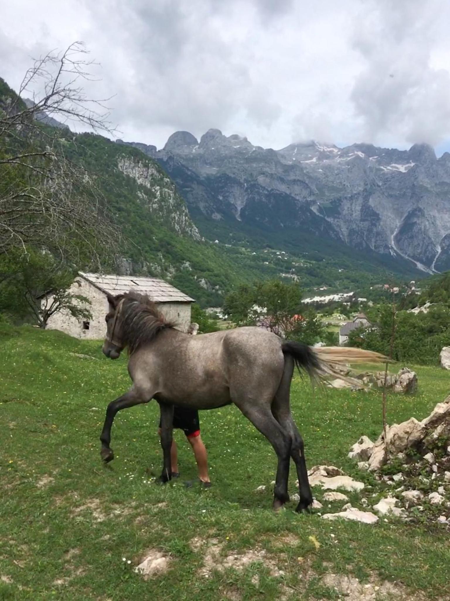 Bujtina Ziçi