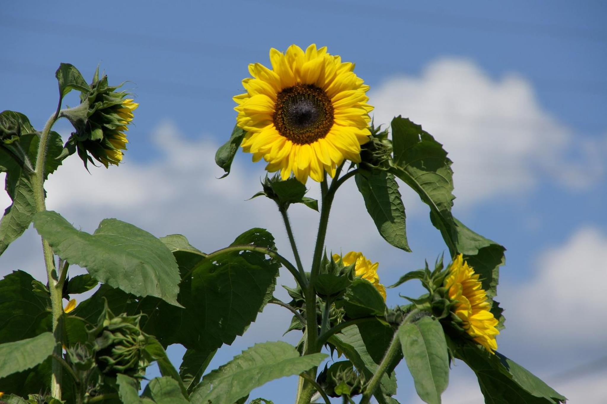Sunnhof