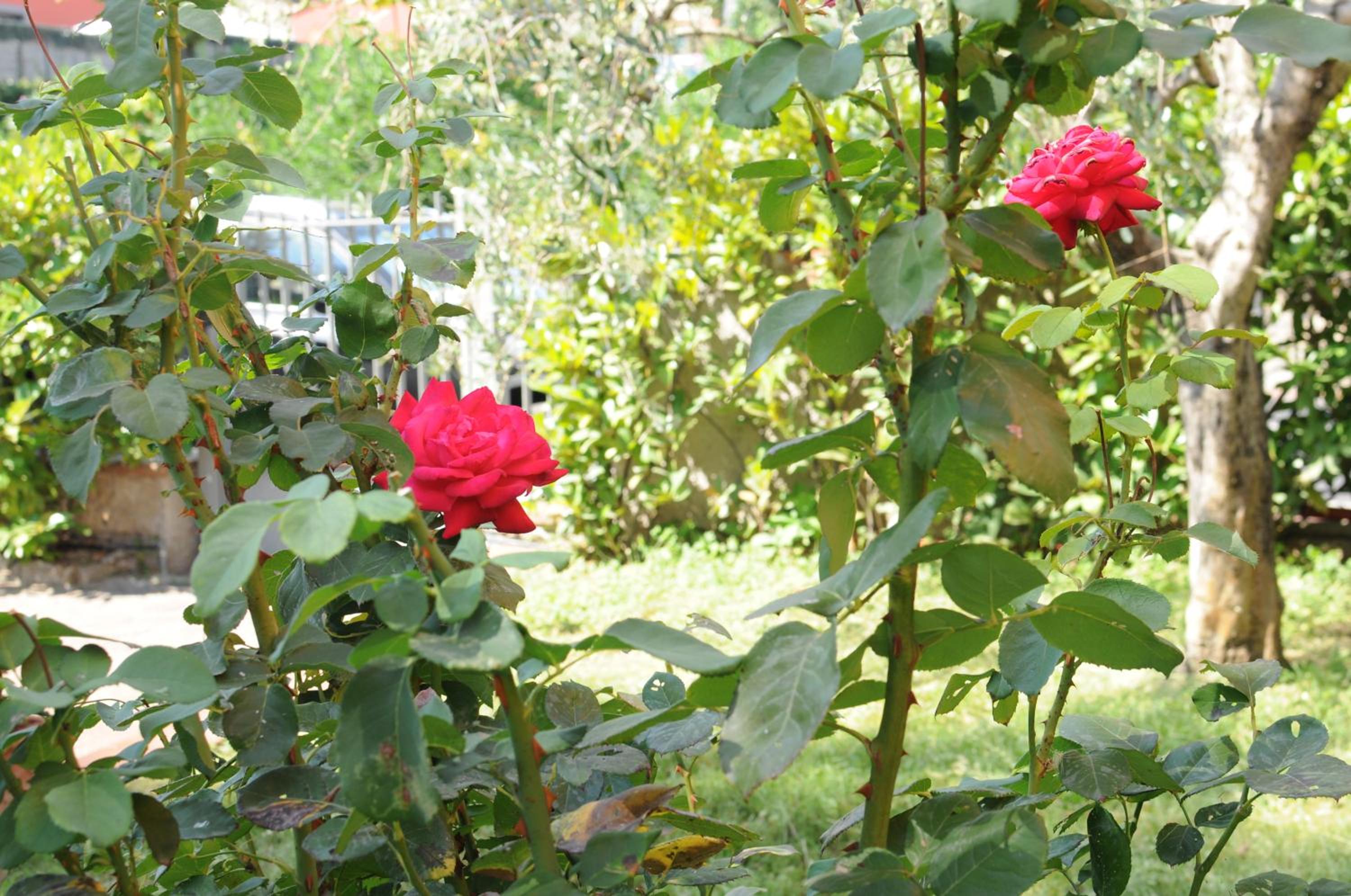 Photo 32