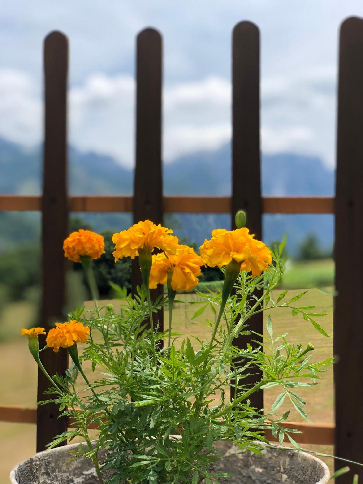 Molla Guest House
