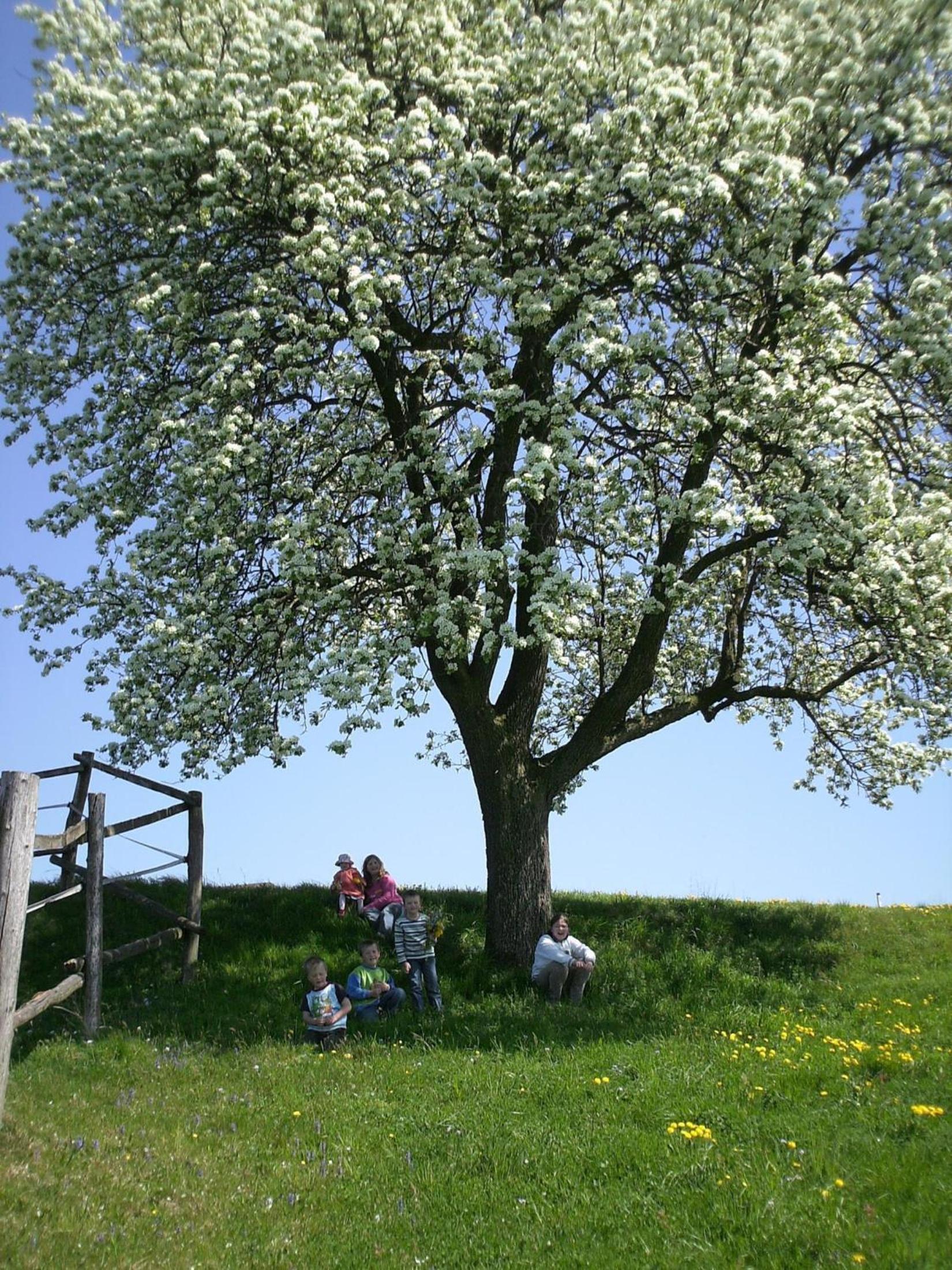 Bio-Bauernhof Haunschmid