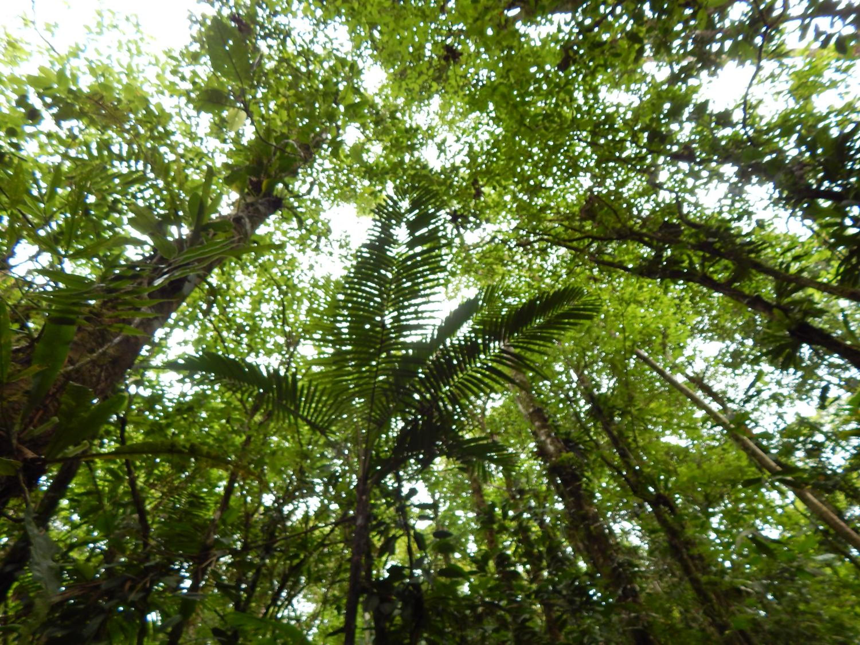Posada Río Celeste La Amistad