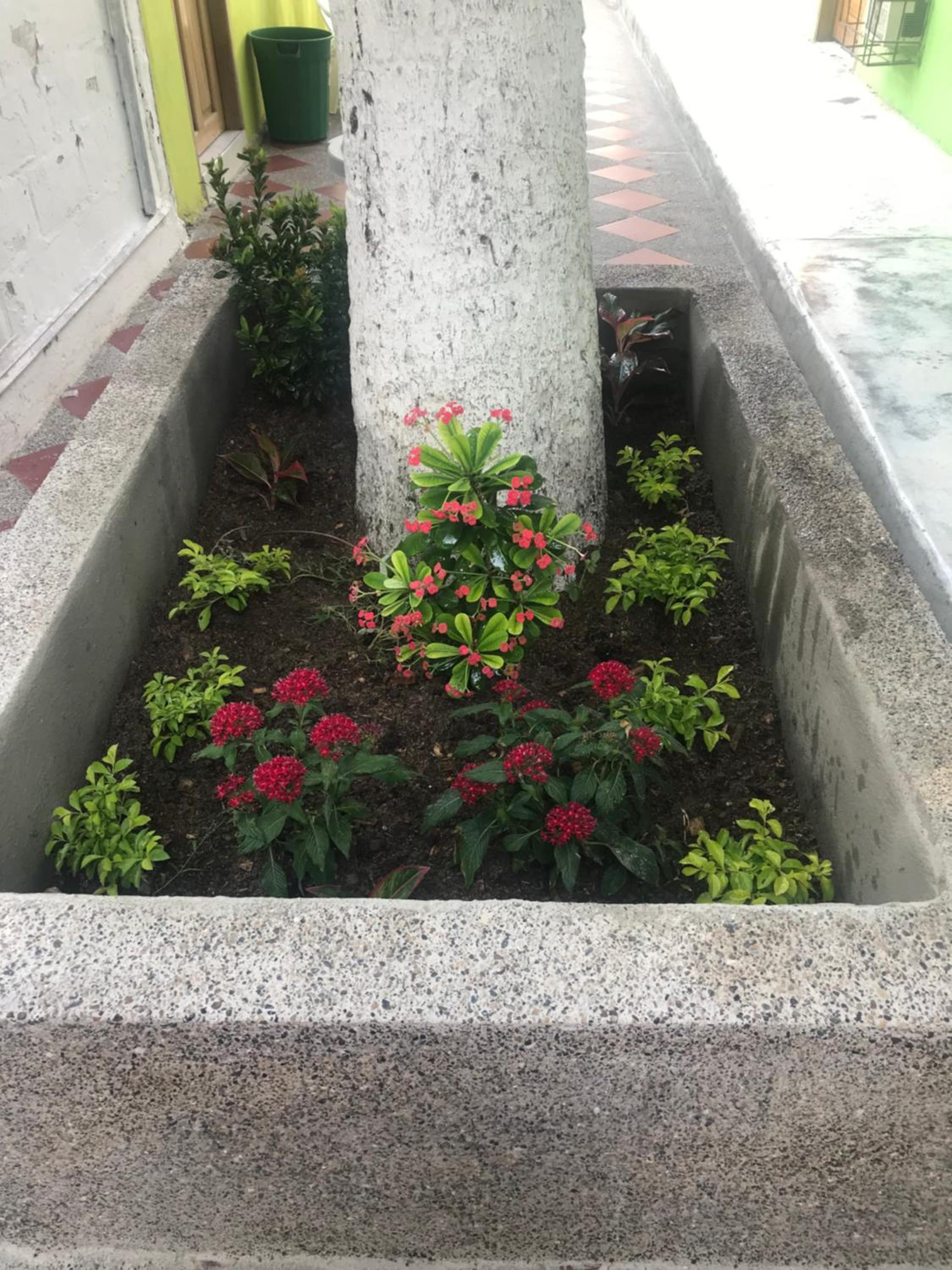 garden