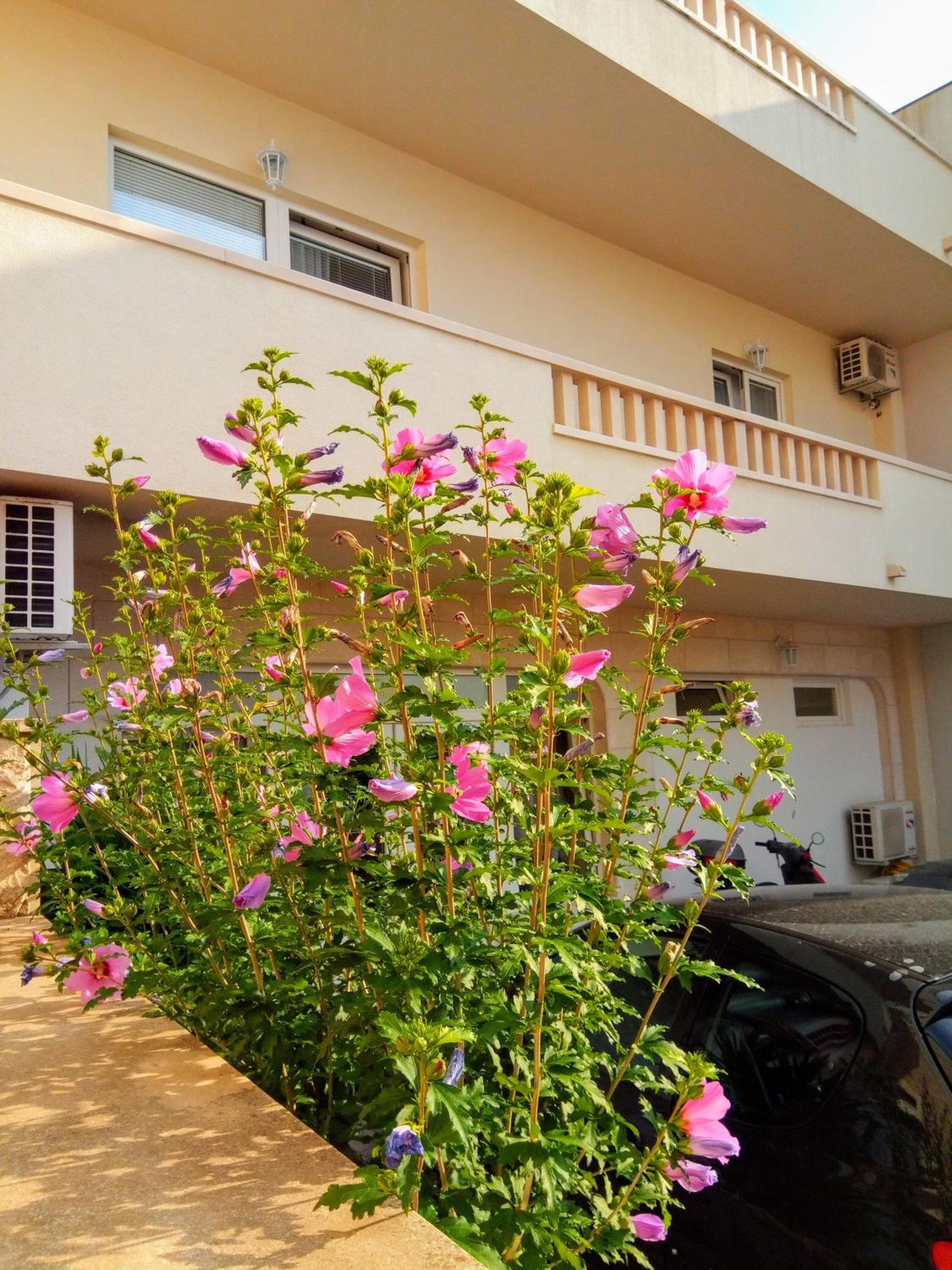 Apartments Bose view 3