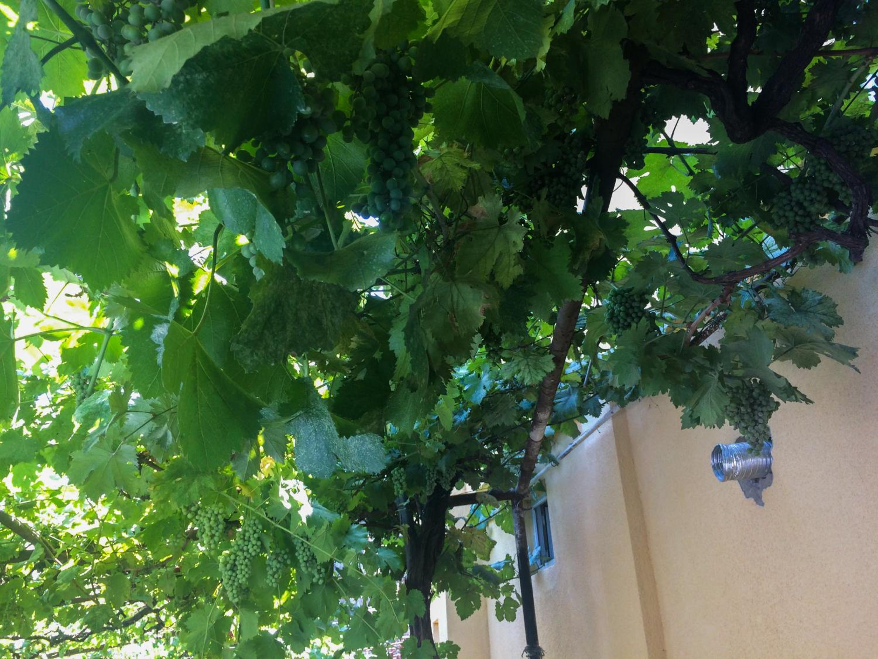 Photo 24
