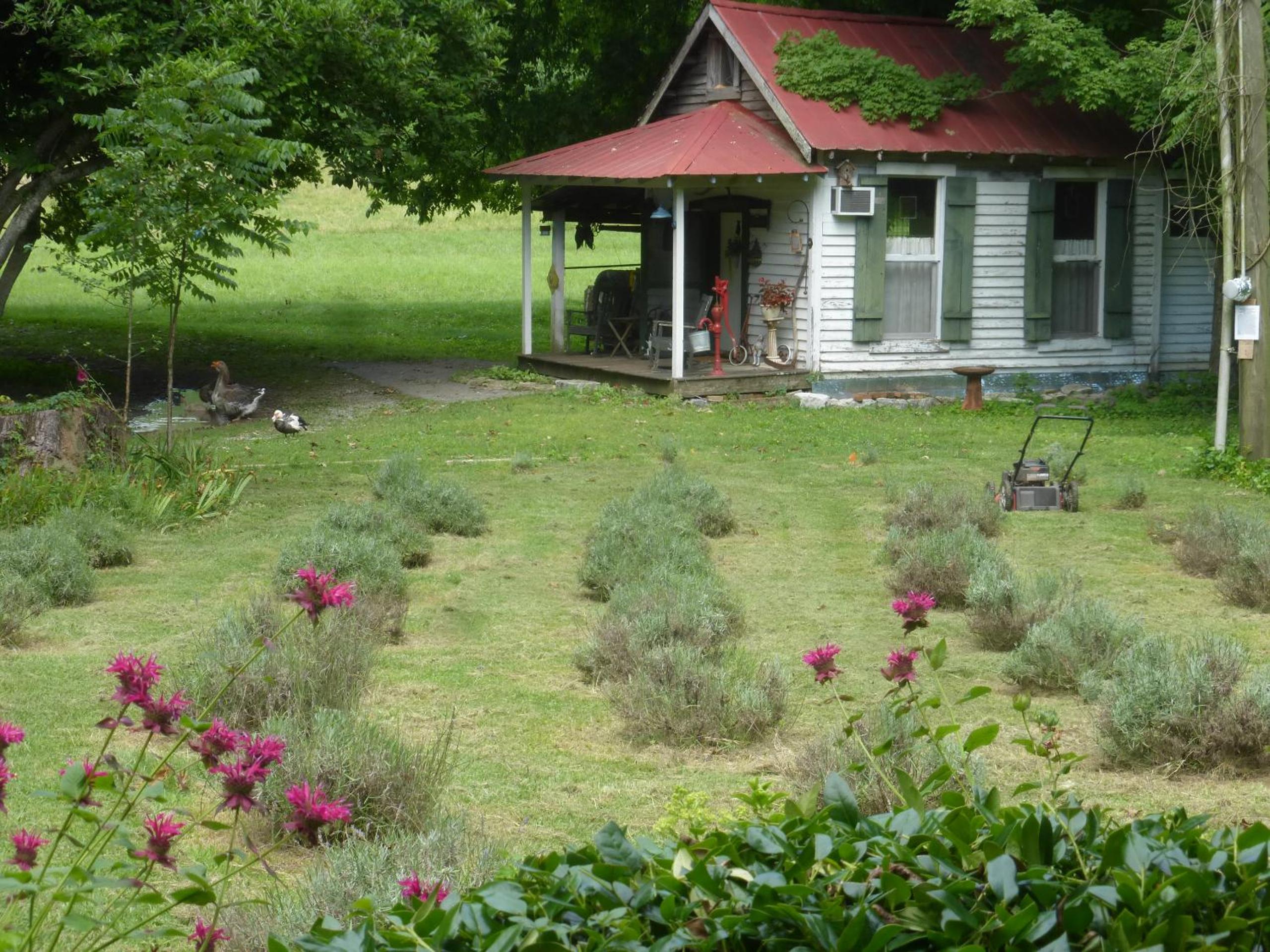 Mulberry Lavender Farm and B&B