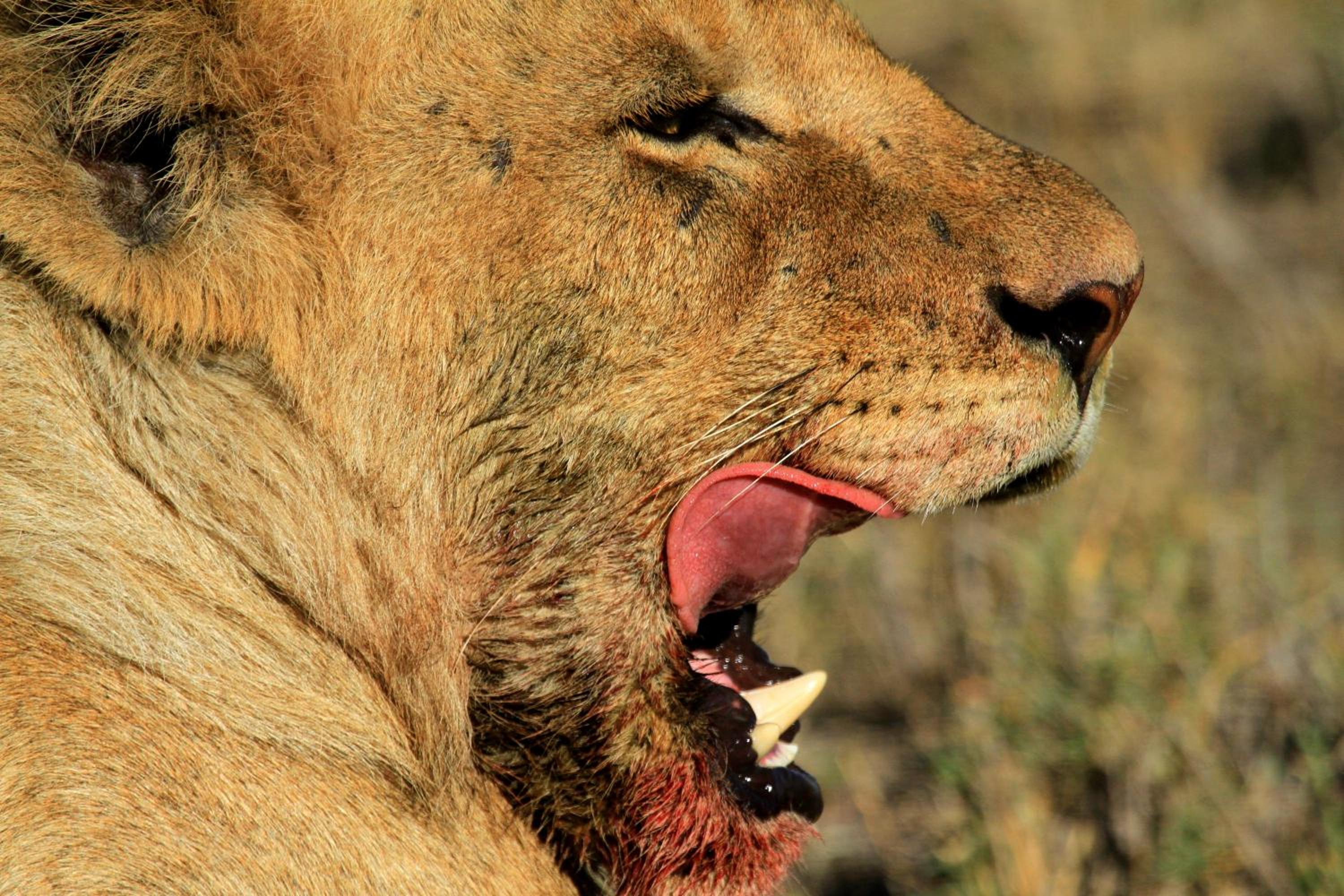 Nahubwe Safari Lodge