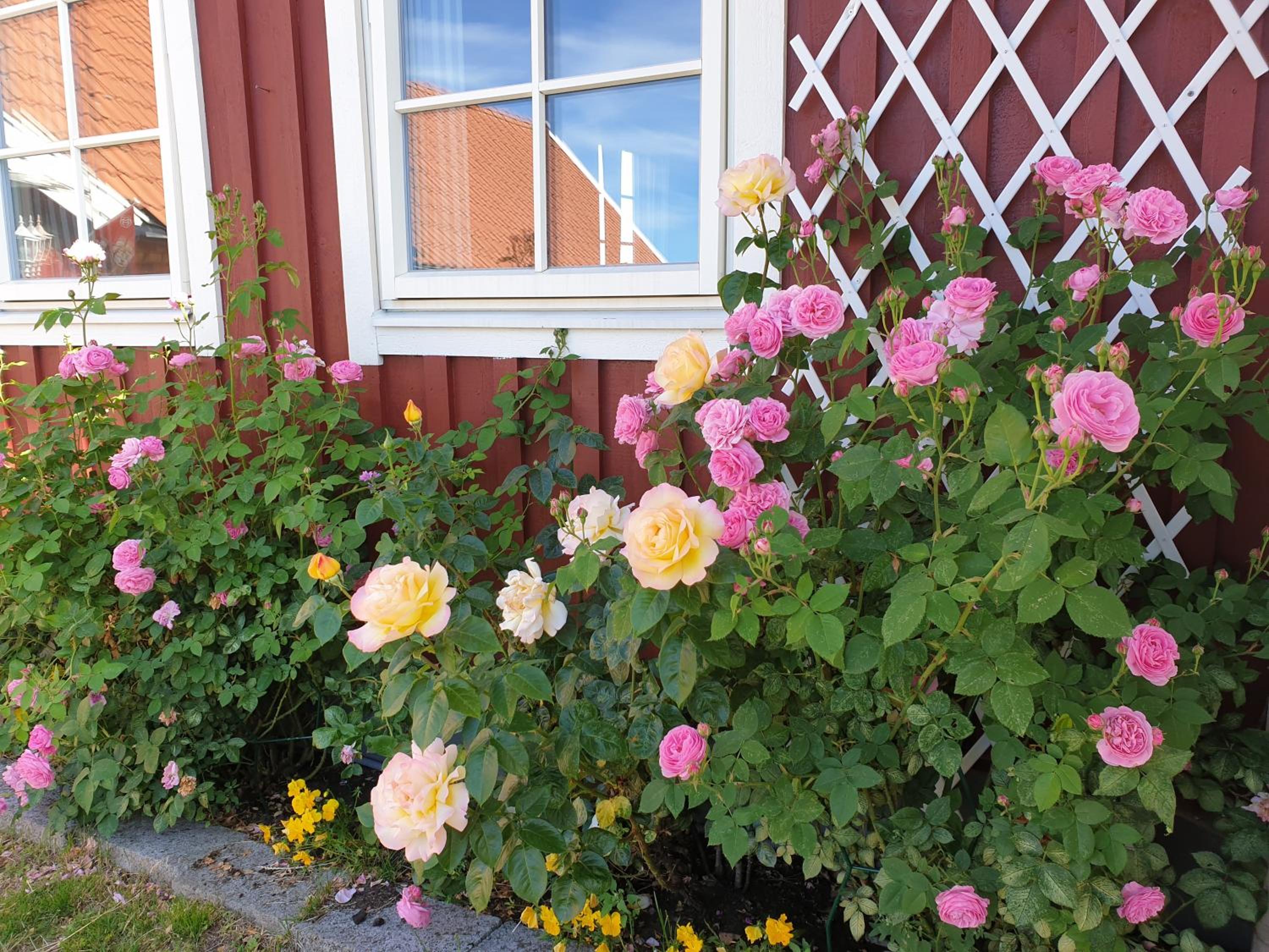 Vandrarhem & Lofthus Solstickan Mellbystrand