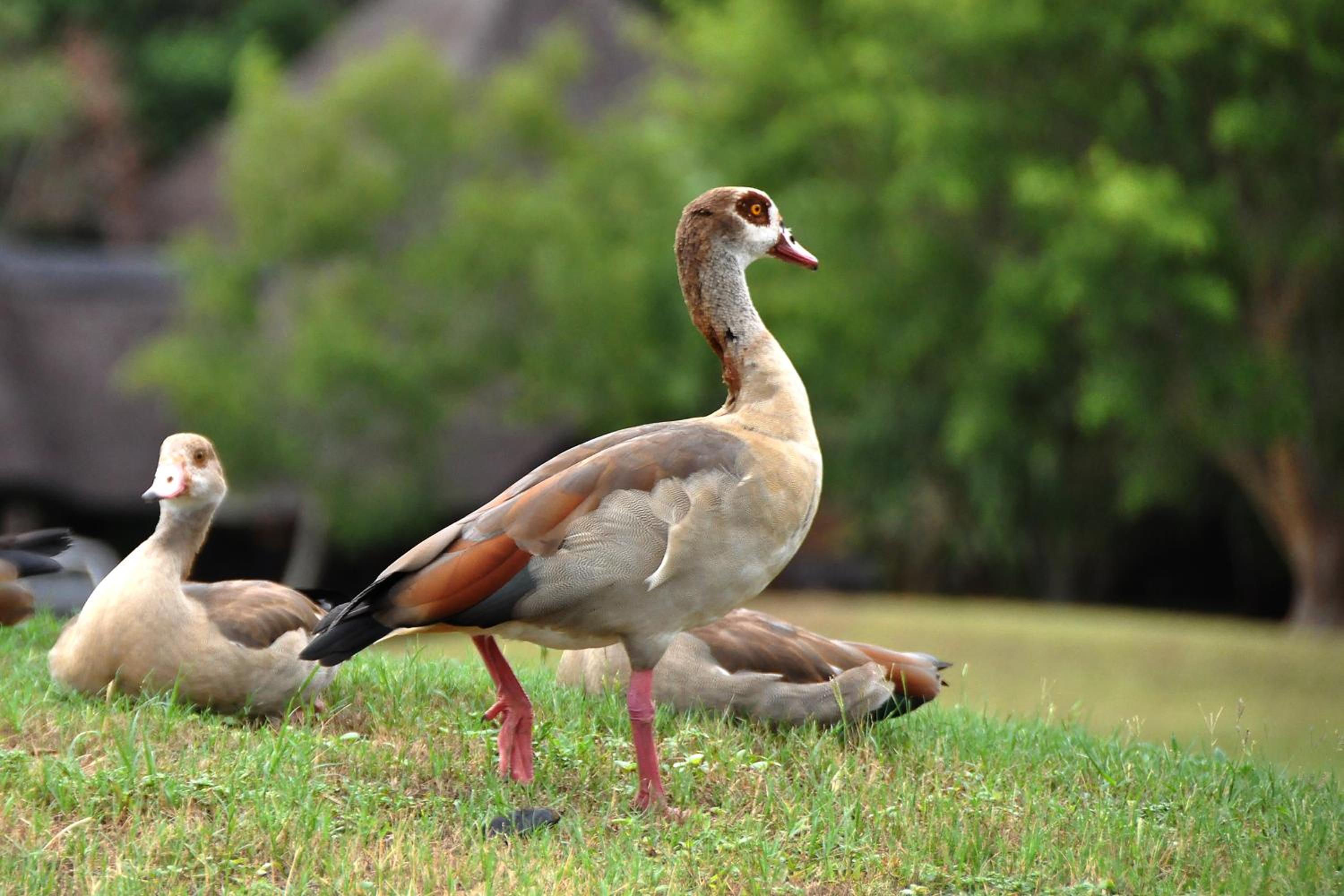Hazyview Vacations - Kruger Park Lodge Unit No. 243 - Property Image 29