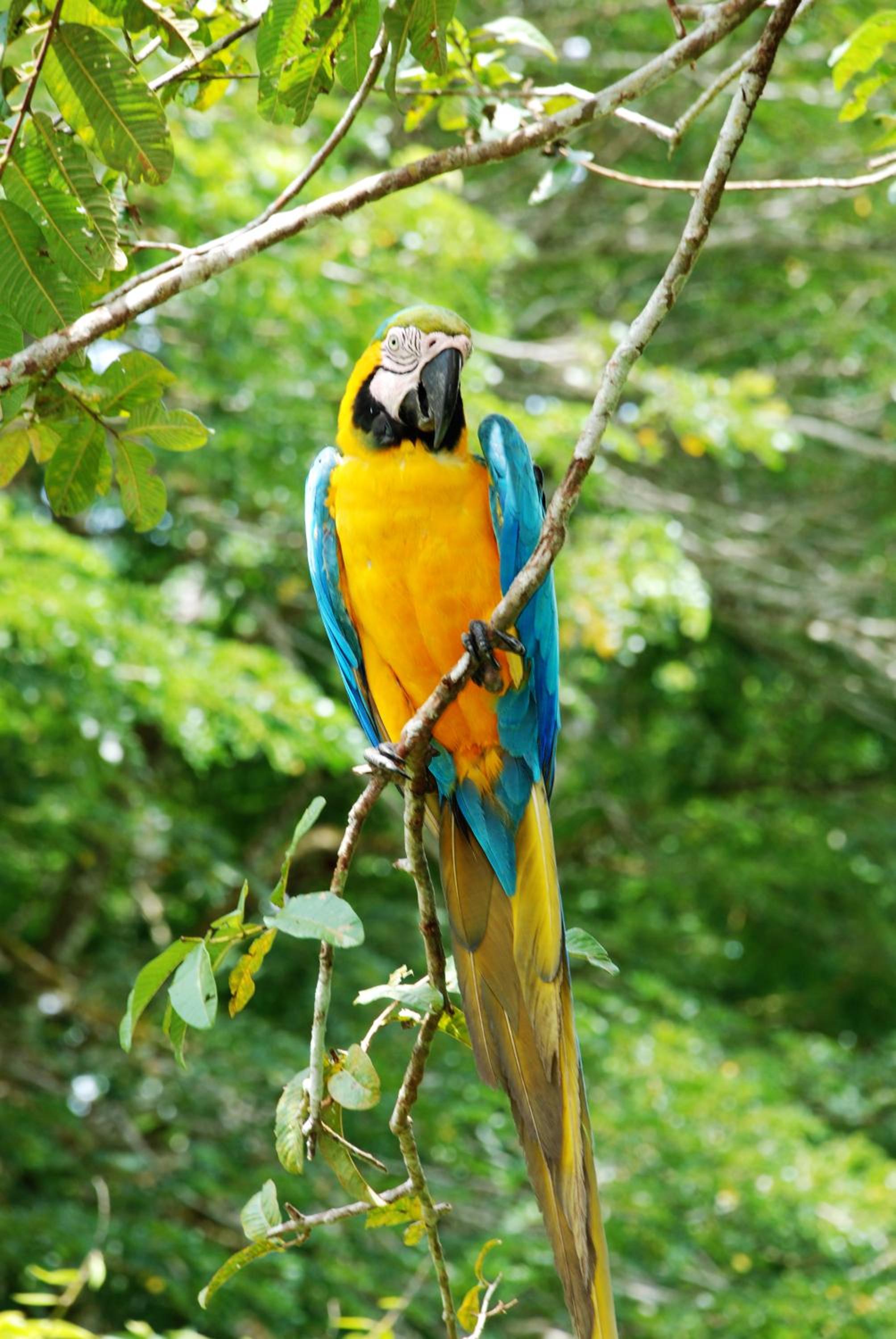 Eco Hotel Aldea -AMAZONAS