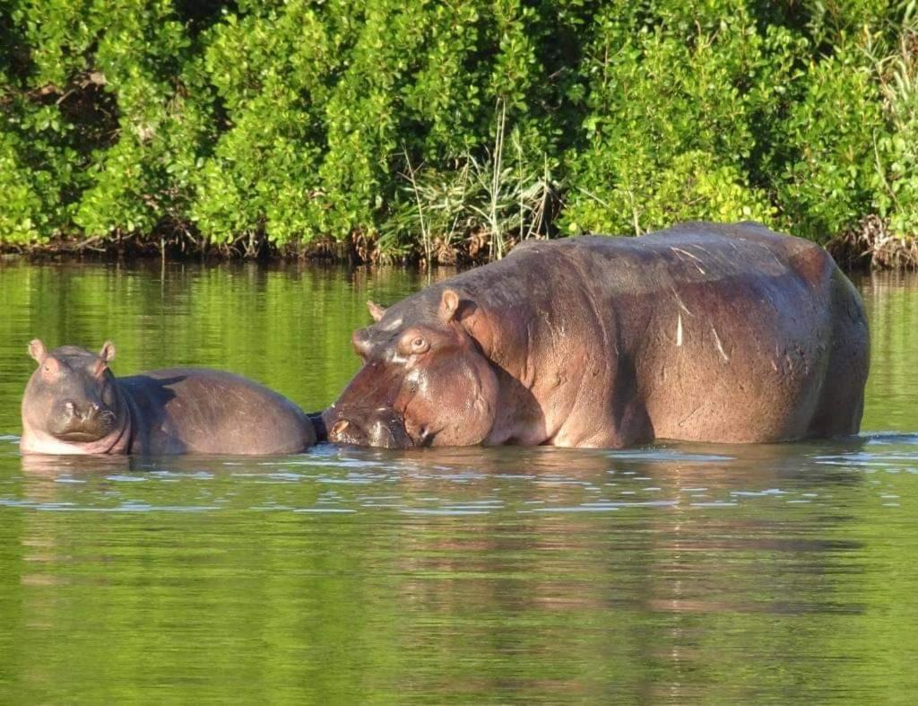 Hippo Retreat & Tiger Fishing Komatipoort