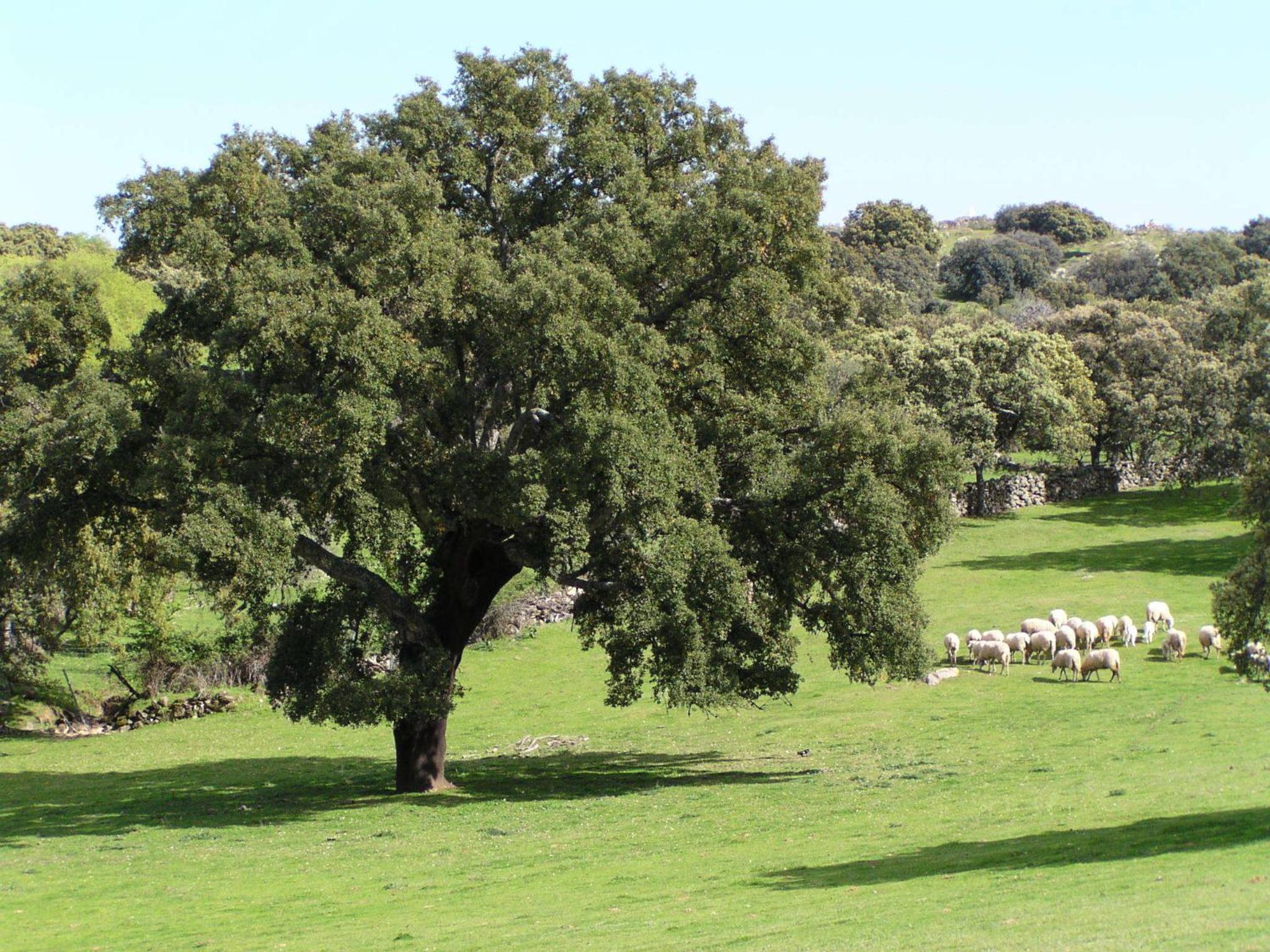 La Cerca Del Alcornoque