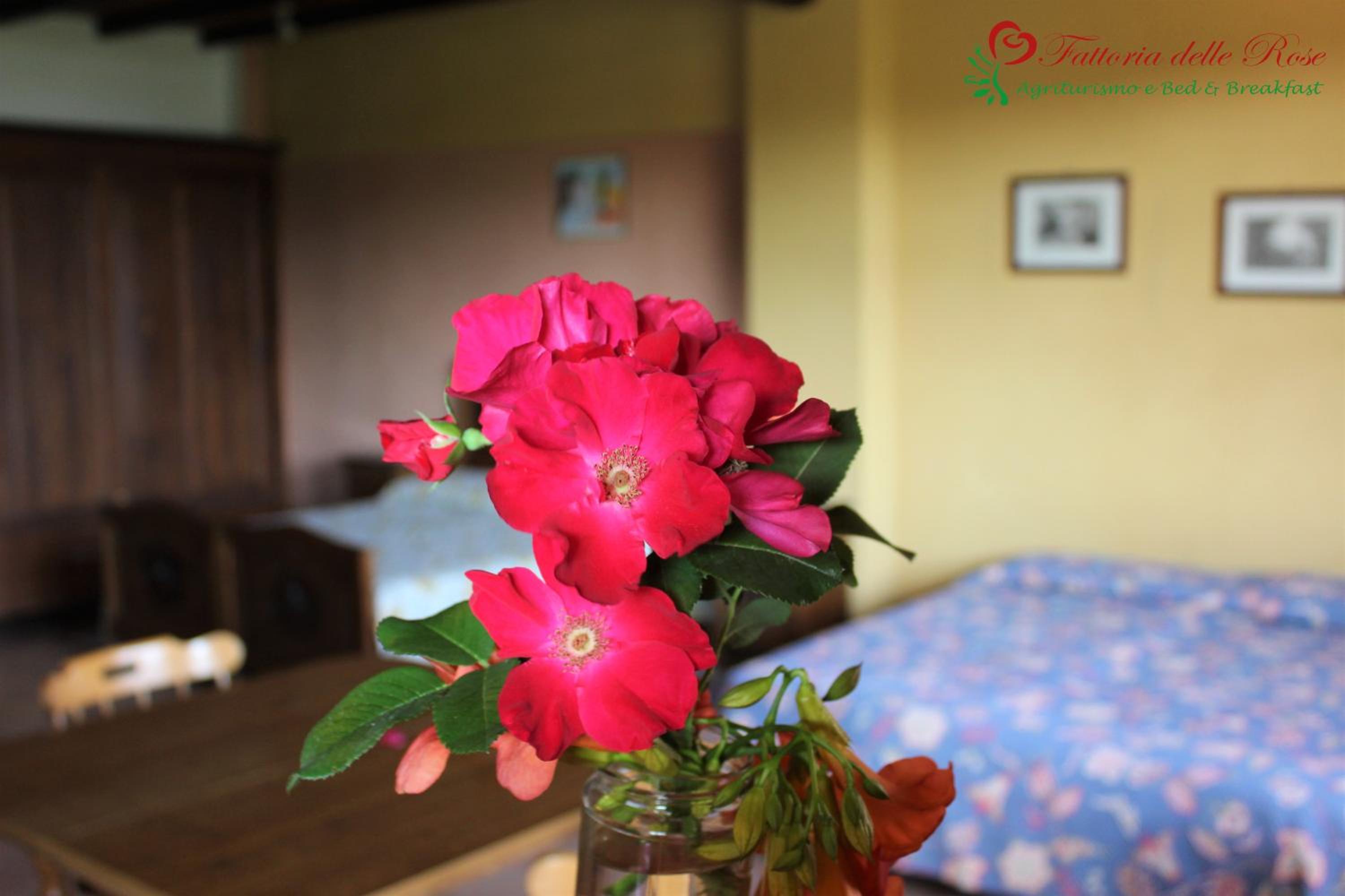 Fattoria Delle Rose view 3