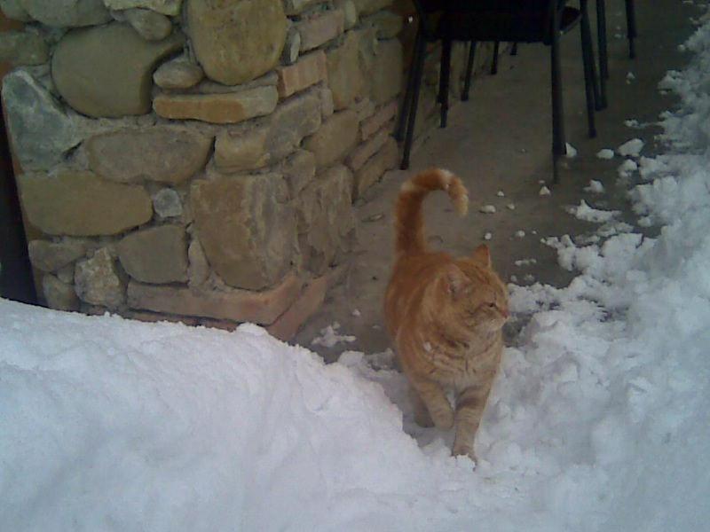 Photo 51
