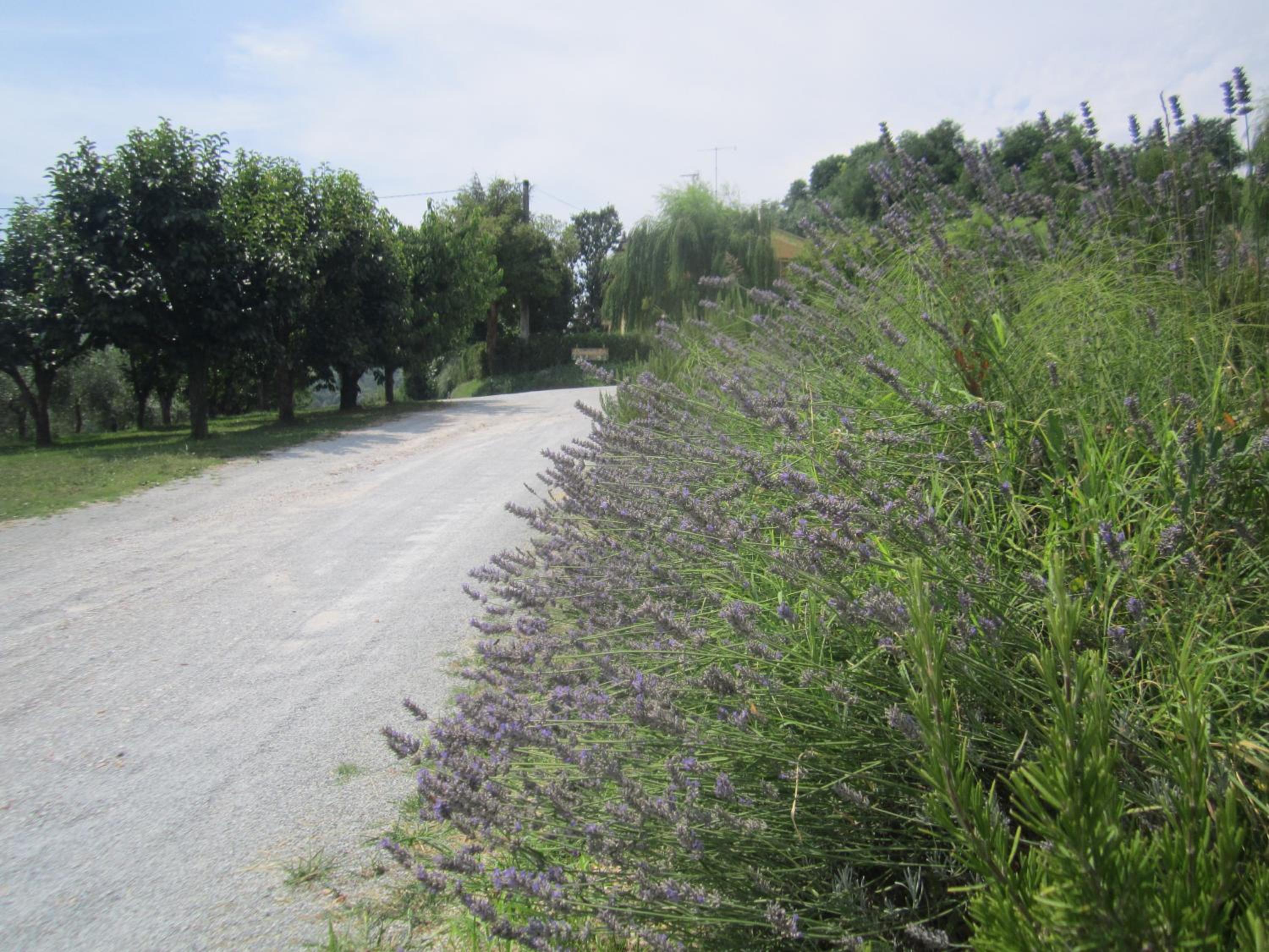 Fattoria Bertaccini view 5