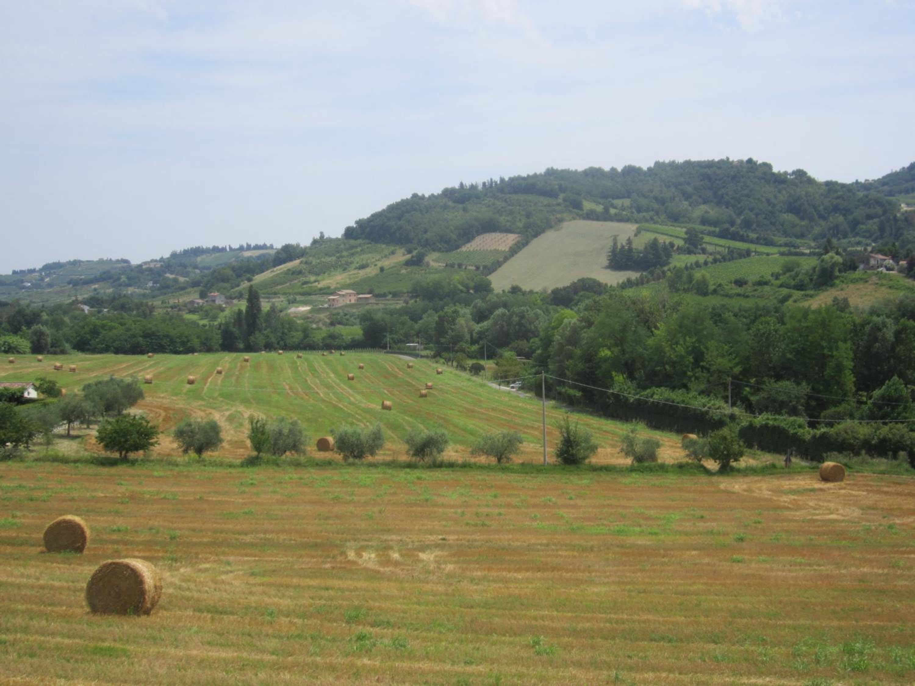 Fattoria Bertaccini view 2