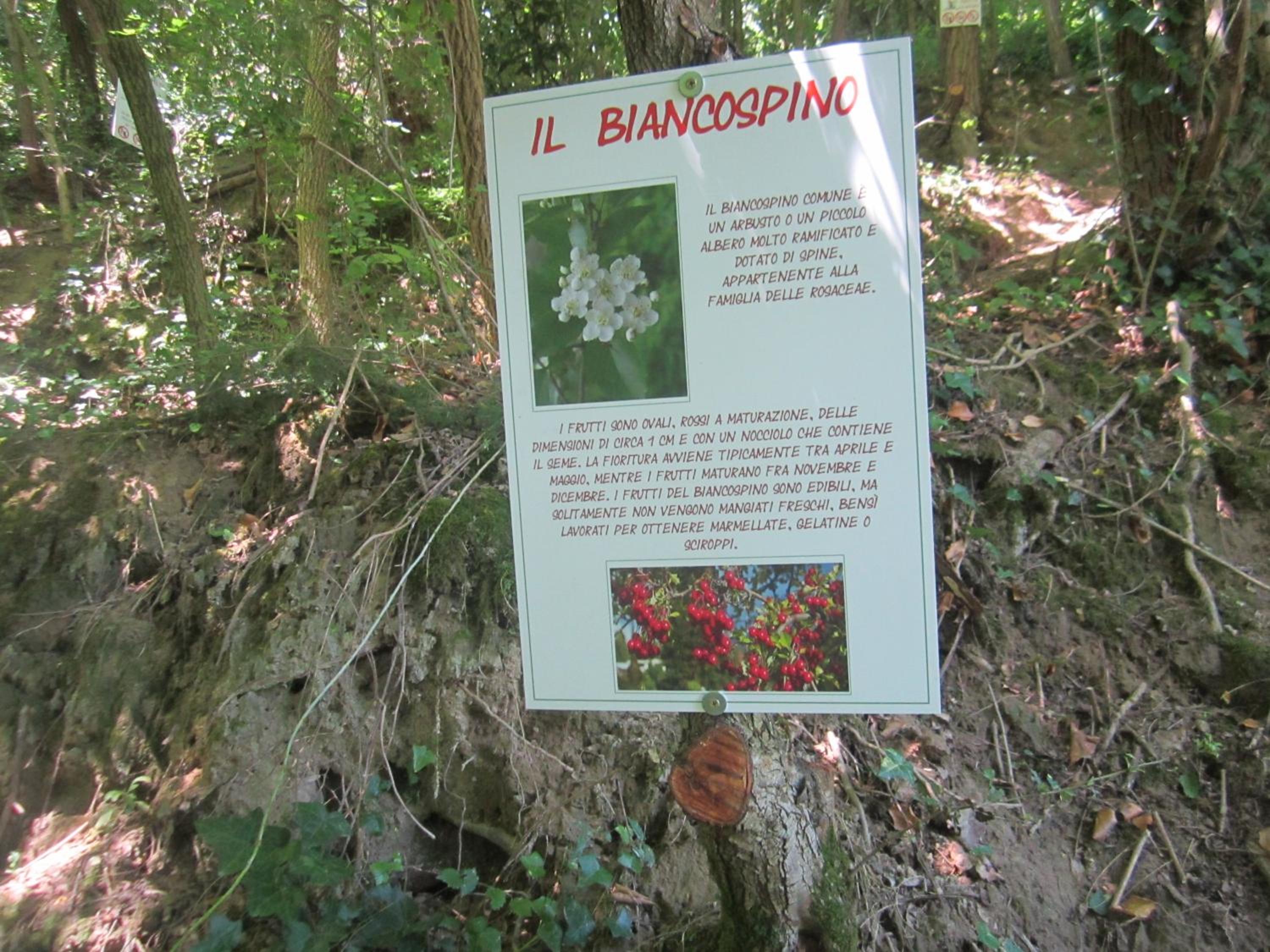 Photo 45