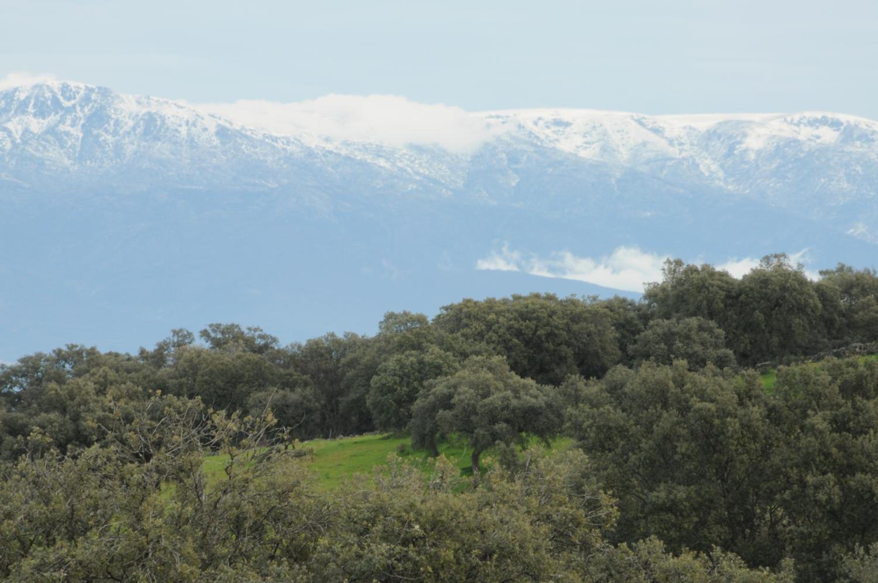 La Cerca Del Alcornoque