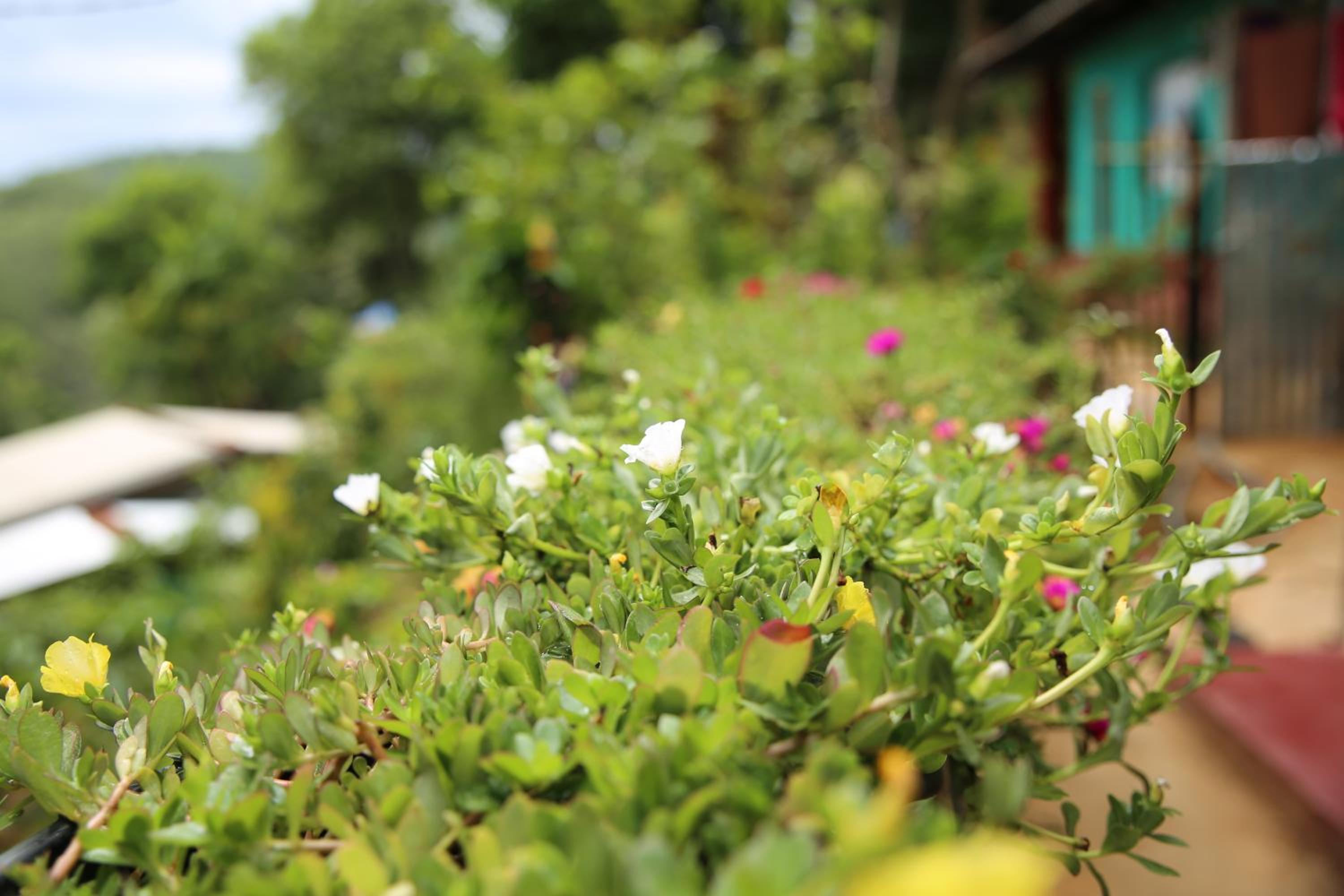 Secret Nest Homestay