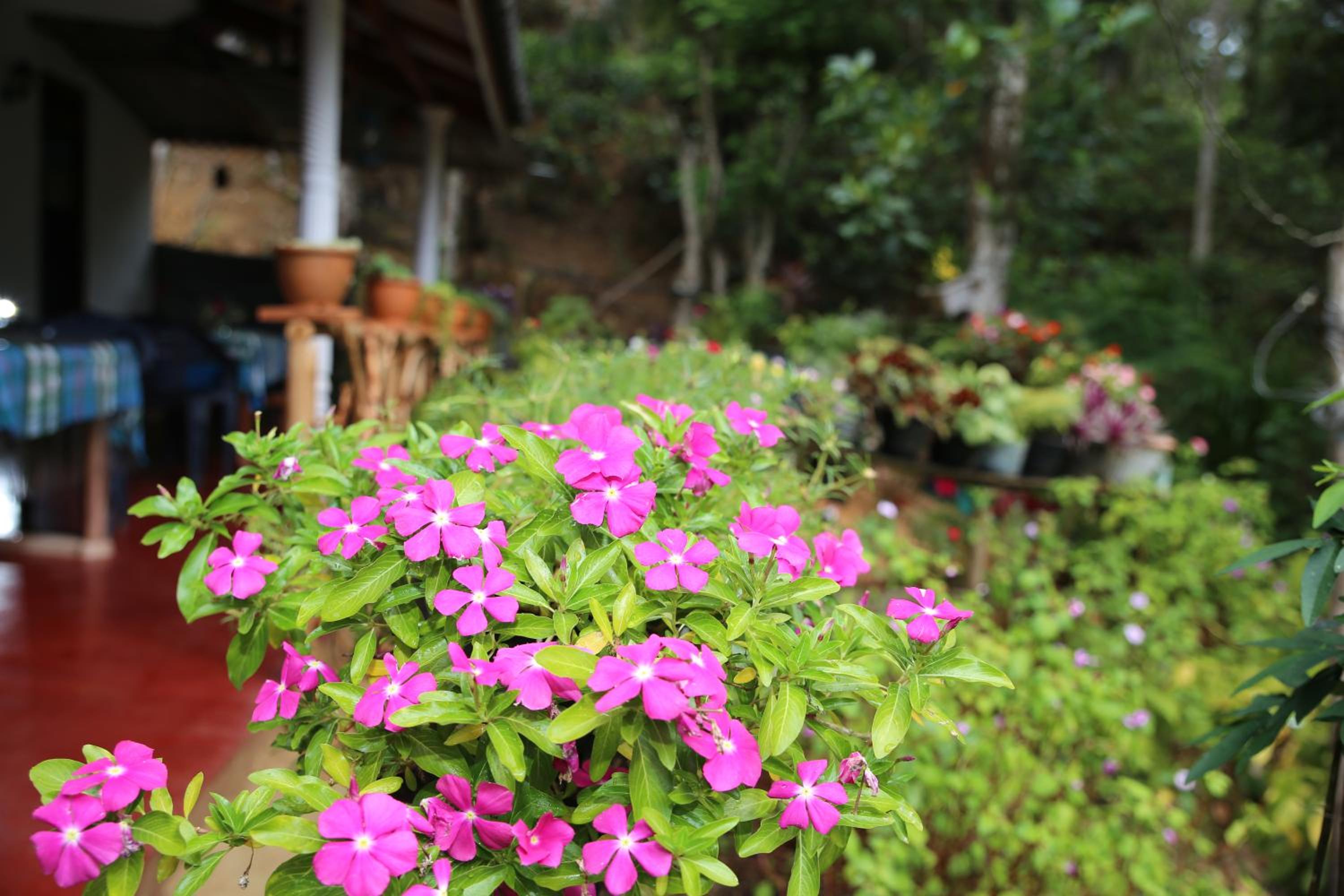 Secret Nest Homestay