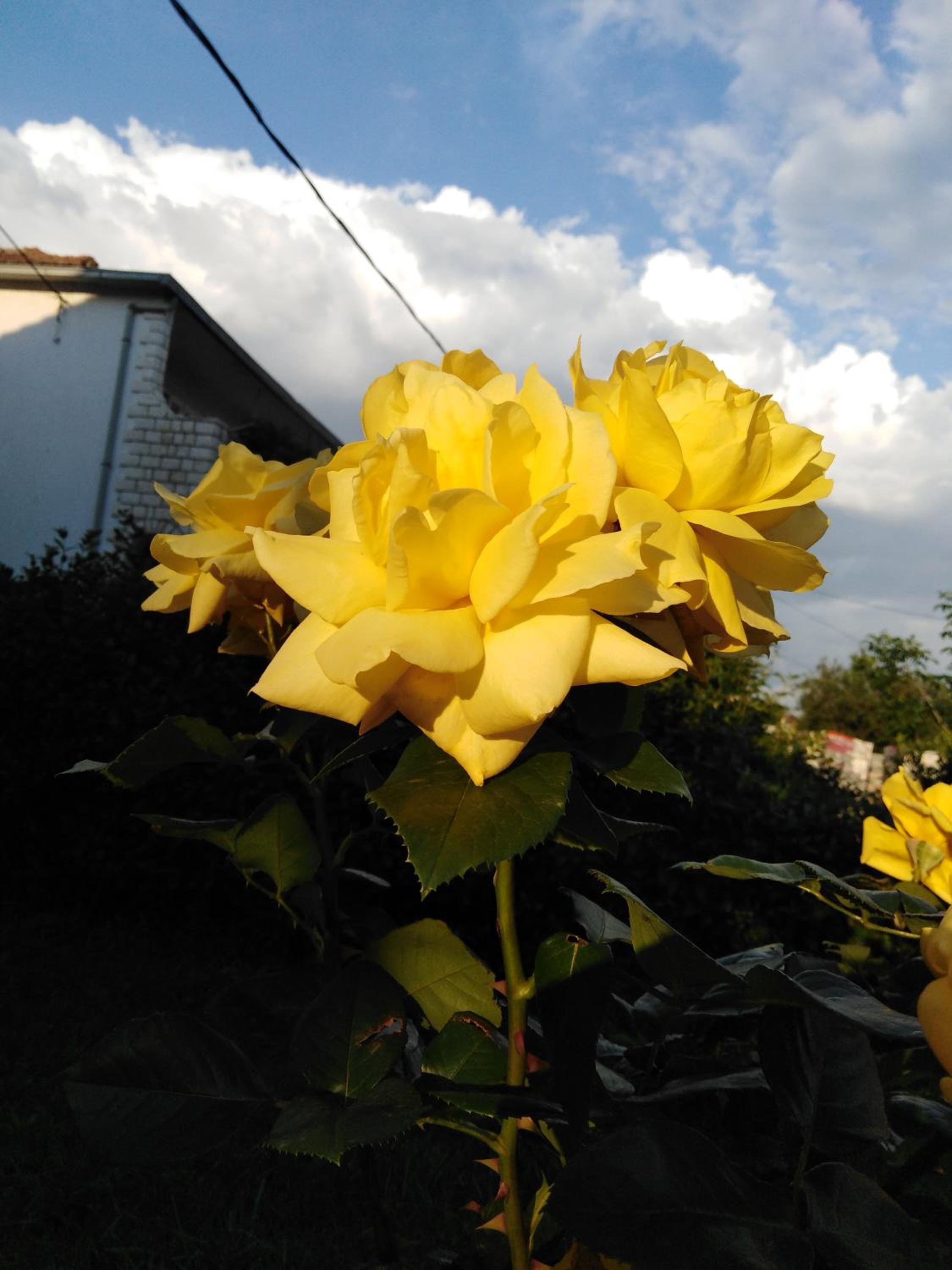 Photo 29