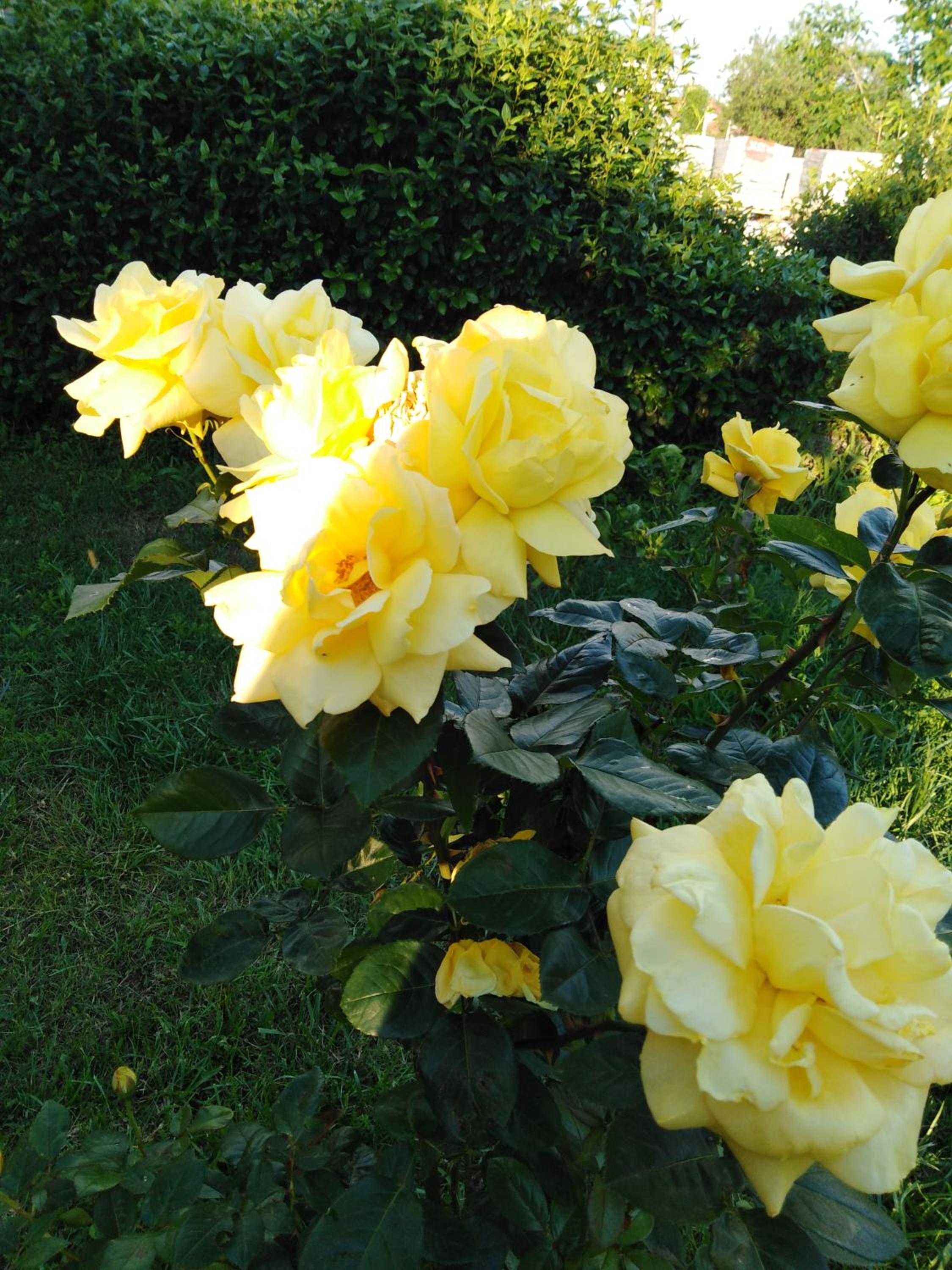Photo 28