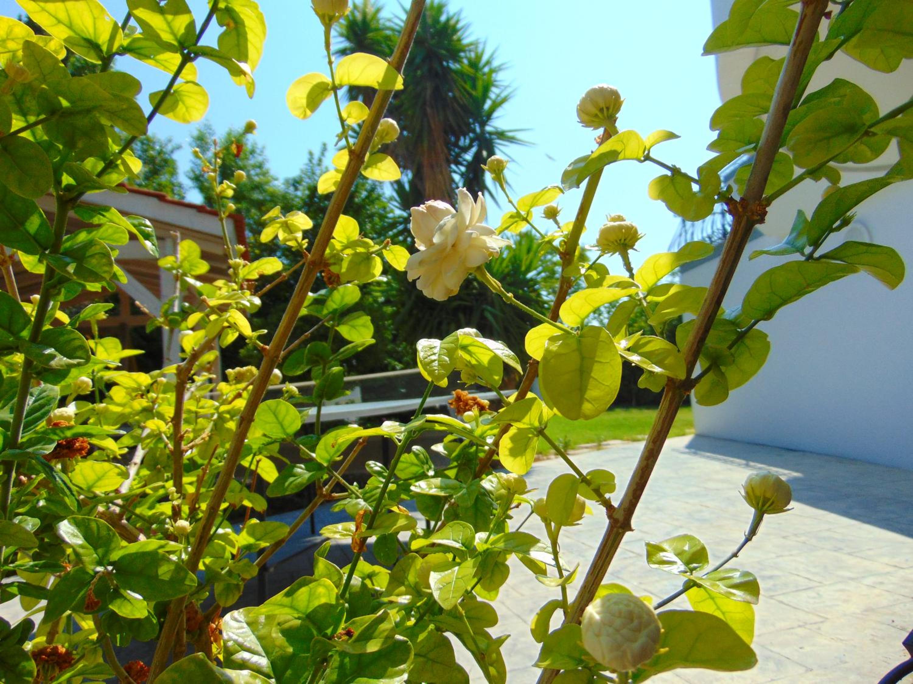 Photo 11