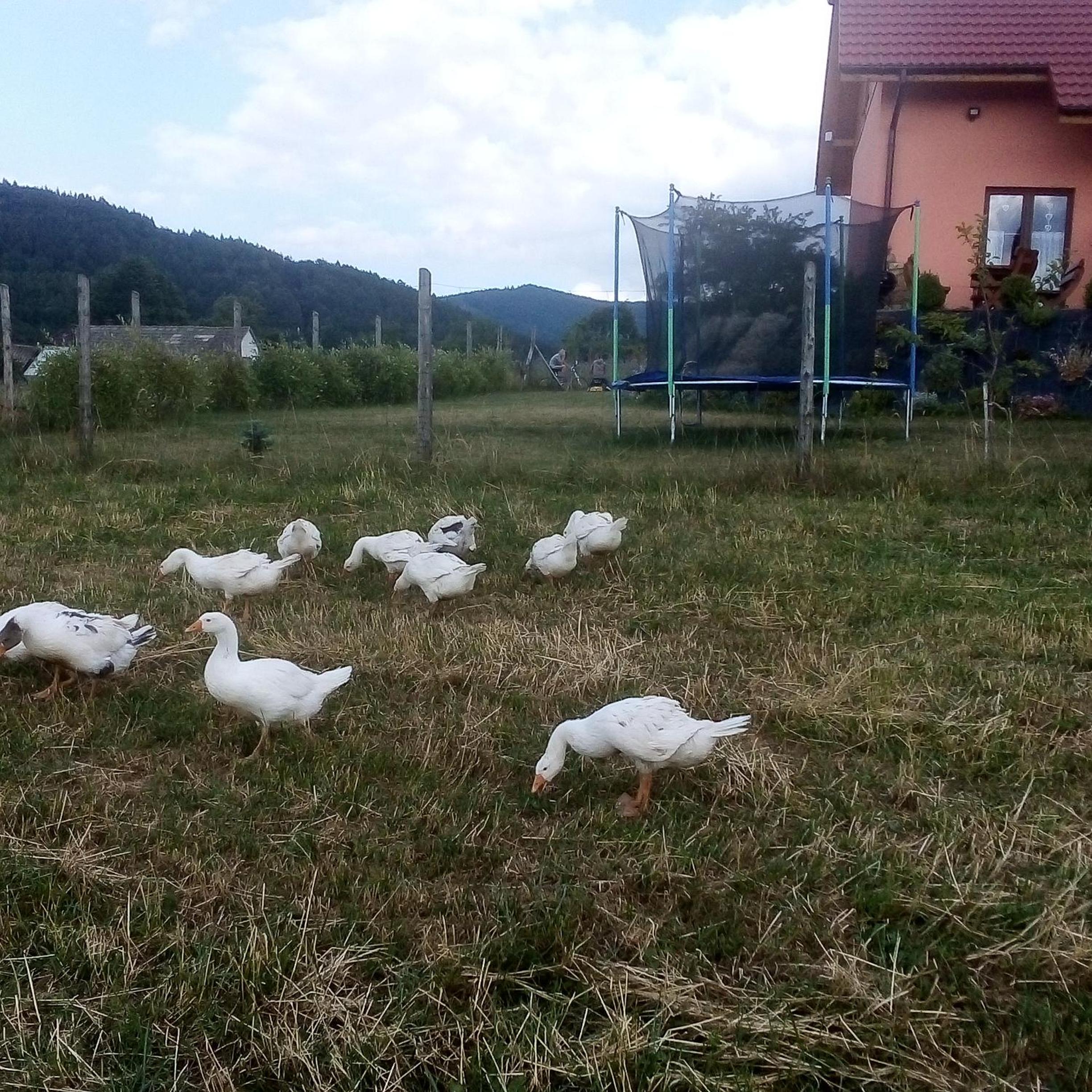Photo 39